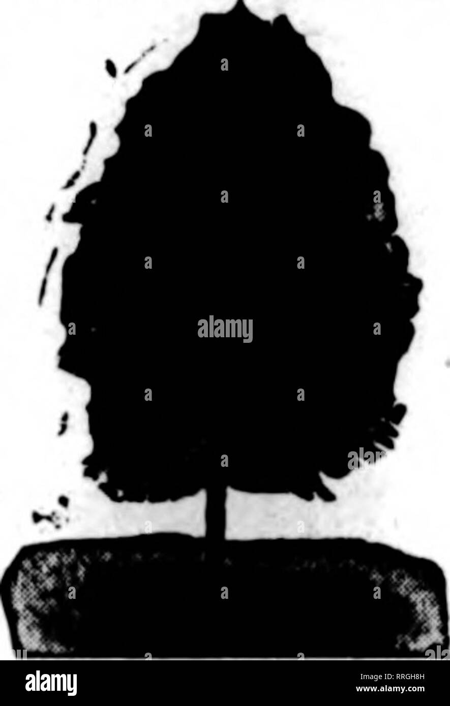 . Fioristi' review [microformati]. Floricoltura. •Rm|fr'Jfv^^lftfffP^9f,lf^^^lV^^tmv.9|l•mm•f,'mw^rt•'•f•,t i, F&GT;iuj"tijf""ipi"i"r^l"I&GT;.","W^.imiM'Wi ? ,'.^ .•.'.jj"V5"; "t %^ Mabch 18, 1920 i fioristi' Riesaminare 161 sempreverdi che crescono la codifica per questo stock ha iniziato la lussuria. Provate la nostra POT-cresciuto sempre verdi e invitare il successo. Questi sono spediti con pot sfera fissato e solo con la cura ordinaria darà 100% stand. Sei in grado di battere ??? Per 100 }50 Thuya Erecta $10.00 ISO Douglasii Thuya Pyramidalis.... 12.00 400 Thuya Bricoides. 10.00 1200 Thuya Olobosa Woodwardli 11. Foto Stock