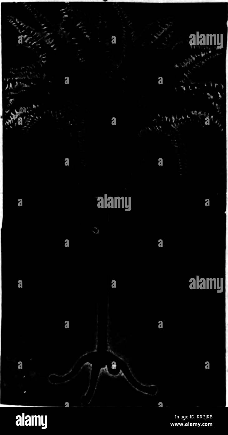 . Fioristi' review [microformati]. Floricoltura. Filo nei cestini appesi ben fatta tipo. Dipinto, legate con filo zincato. 6 alla dozzina di tasso, 50 a 100 rate di 8 pollice a doz. $2.60 per 100 $18.00 20.00 26.00 27.50 36.00 60.00 10 pollici 3,00 12 pollici 3,50 14 pollici 4,00 16 pollici 5,00 18-iiich 7.60 FOGLIO VERDE MUSCHIO lungo, fogli verde per appendere cesti per sacchetto, $1.75; 10 sacchetti, $16.00 C. E. CRITCHELL, "SYSS-'io?*" Cmcinnati, Ohio 15 EAST Third Street. Una bella e verde smaltato, impianto regolabile Stand • t ha una gamma di altezza da 26 a 62 pollici e lo troverete preziosi I o decorativ Foto Stock