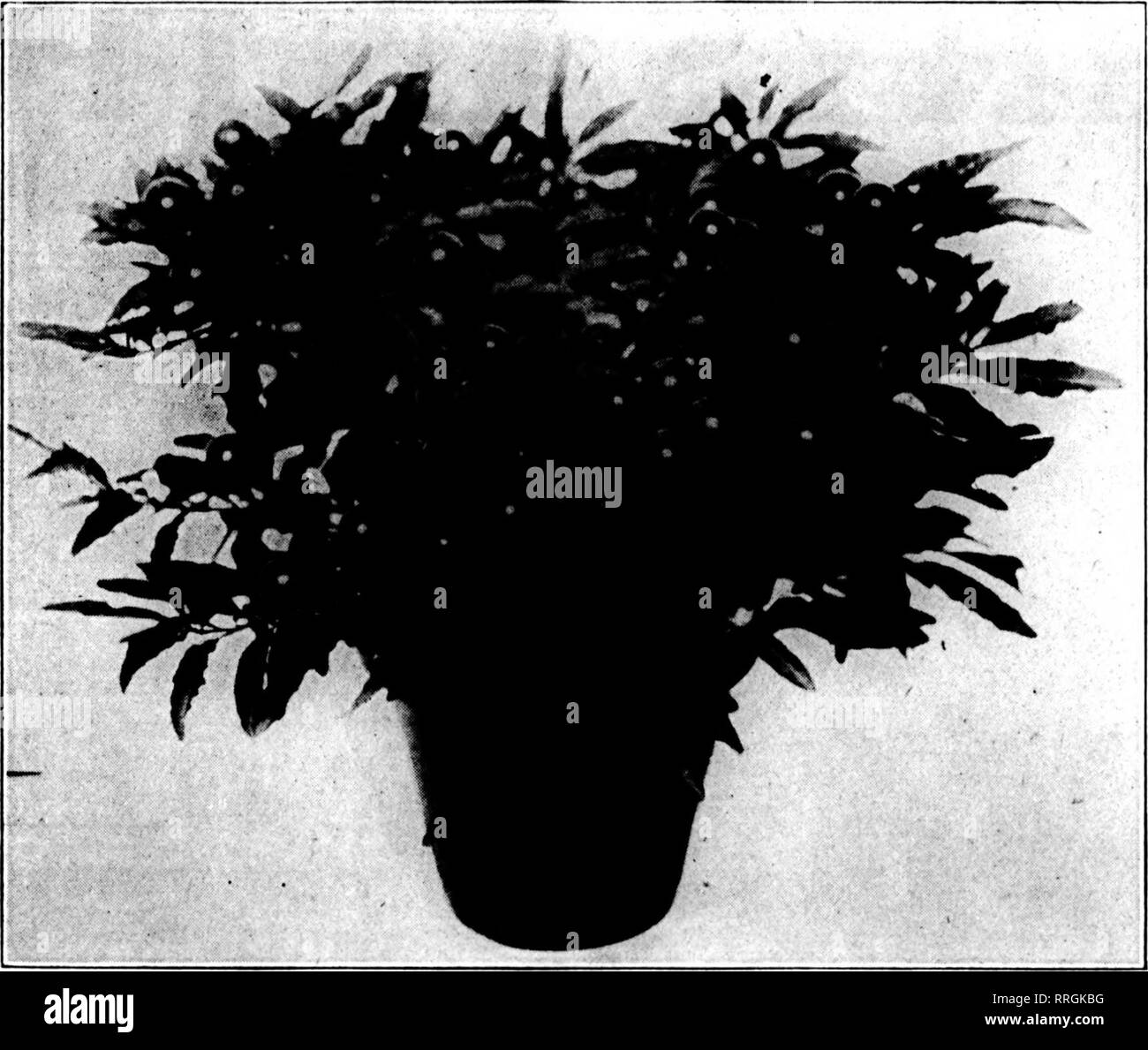 . Fioristi' review [microformati]. Floricoltura. • V' * * f^ .v&GT;V * "iff- "^ (". - ?' , -x'. -&Gt;;t*". '"FViTT*; -. TTT-, TT7 r--T"r •^•.sy'nnU|ilii,JlilfLpi^i| 1^4 ip ^^IfJI ? * VM^^VI^JiVPlBV'I'JrV^ * '- Mauch 18. 1920 i fioristi^ Rassegna 29 il migliore di tutti. Da una fotografia fatta da un fotografo personale per la revisione, al Hotel La Salle, Chicago, 22 gennaio durante la convenzione del Garofano americano Società Holly Berry il nuovo Natale Cherry una croce di Cleveland e Melvini una meravigliosa dwarf-diffusione di crescita. Colore scuro, rosso berry-non così grandi da Cleveland Foto Stock