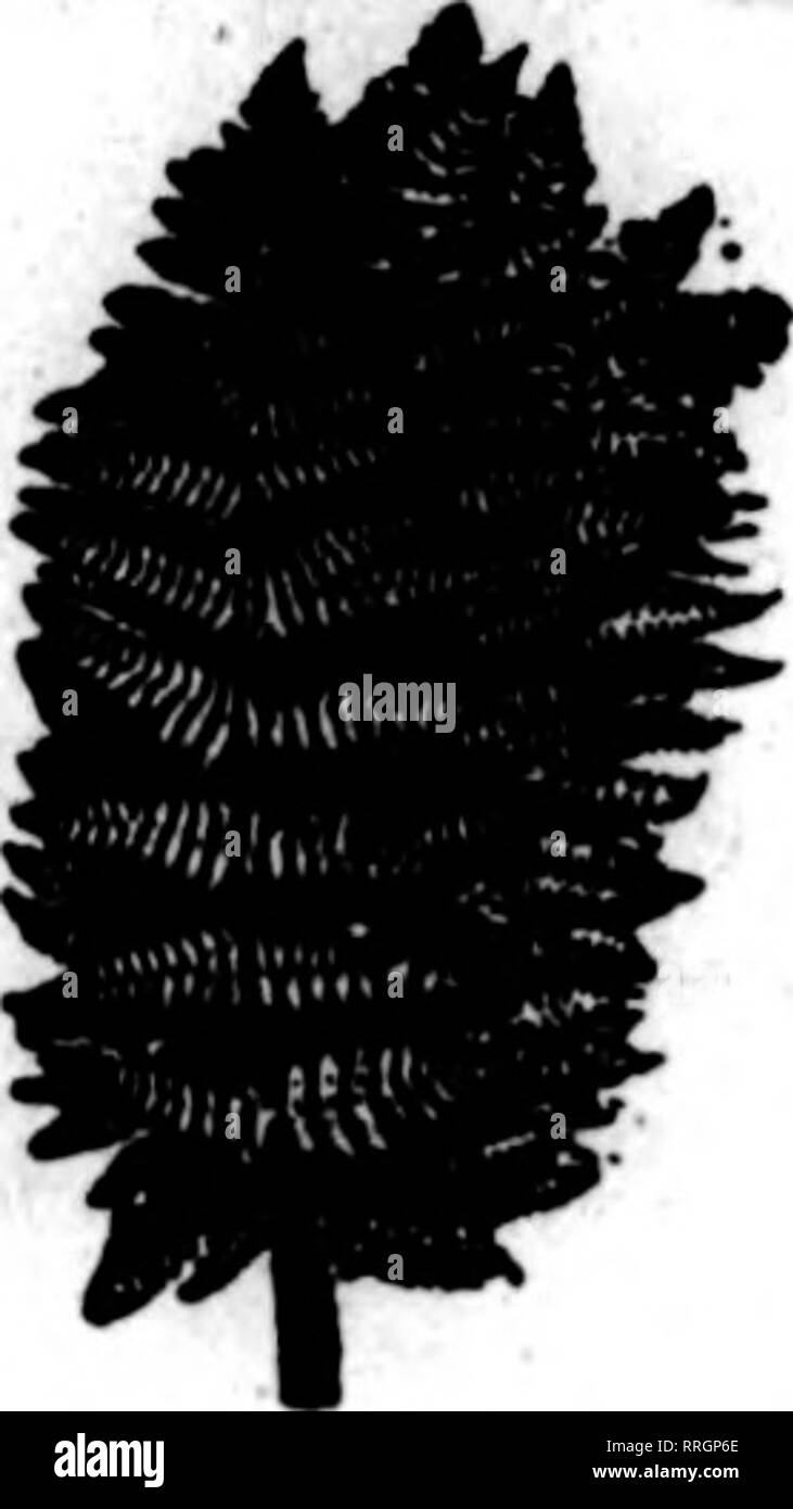 . Fioristi' review [microformati]. Floricoltura. Meyer, Fiorai* filo verde contiene 2 oz. di filettatura effettiva, non pesata in legno, lo stelo o scatole. Prendere 9ur bobine quando è vuoto e quando è pieno, e pesare fino, e vedrete la difiference, e fare lo stesso con la filettatura più economici e vedrete che il nostro filo vi darà i risultati migliori di qualsiasi thread nel mondo. Fabbricato da John C. MEYER THREAD CO. BOSTON. MASS. Mulini a Lowell, messa. Nuova^ raccolto felci di fantasia Flrst-dass Stock, 1,75 dollari per lOOO Teahan Fern Co. 694-696 Fiume San, Troy, N. Y. Phone Troy 1706-W. Felci Firit-clast fantasia e da Foto Stock