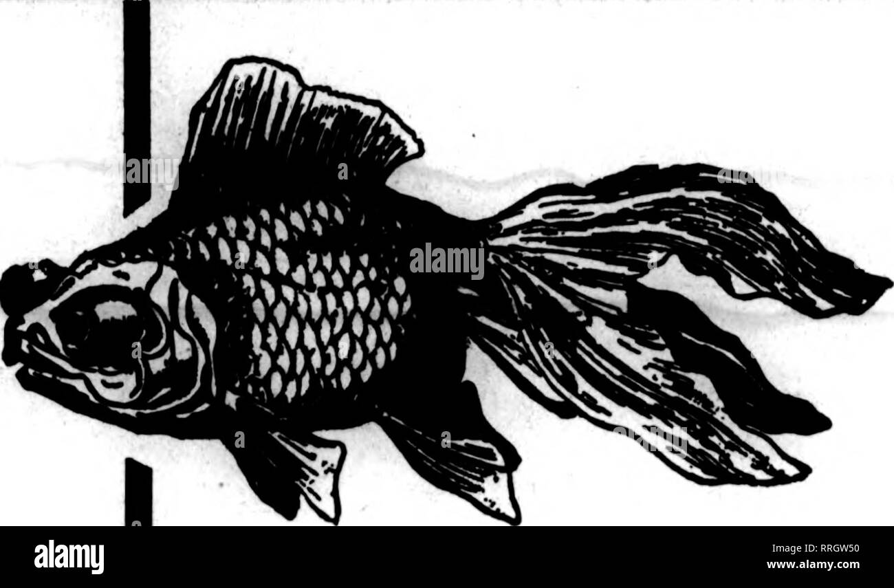 . Fioristi' review [microformati]. Floricoltura. ?' ^ •? ?'•?&Gt;; DSCBMBKB 11. 1919. I fioristi' Riesaminare 111 Auburndale siamo stati in business quindici anni e sa come nave Gold- pesci qualsiasi distanza in modo sicuro.. Tia telescopio cinese è famosa per il pesce con il commercio vendiamo Goldfish-a $5.00 per 100 e up-acquari e forniture. Realizziamo acquari in tutte le dimensioni. Inviare per catalogo all'ingrosso Auburndale Goldfish Co. 1449 W. Madison Street CHICAGO Brandau di Delft Fiori La Nuova Arte in fiori cerata guardare come il Fmeit Matt Chinaware R(&GT;Carrations sas,CalIa gigli, Clematis, Reses selvatico, Foto Stock