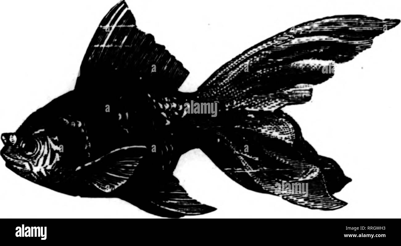 Fantail pesce rosso Foto e Immagini Stock in Bianco e Nero - Alamy