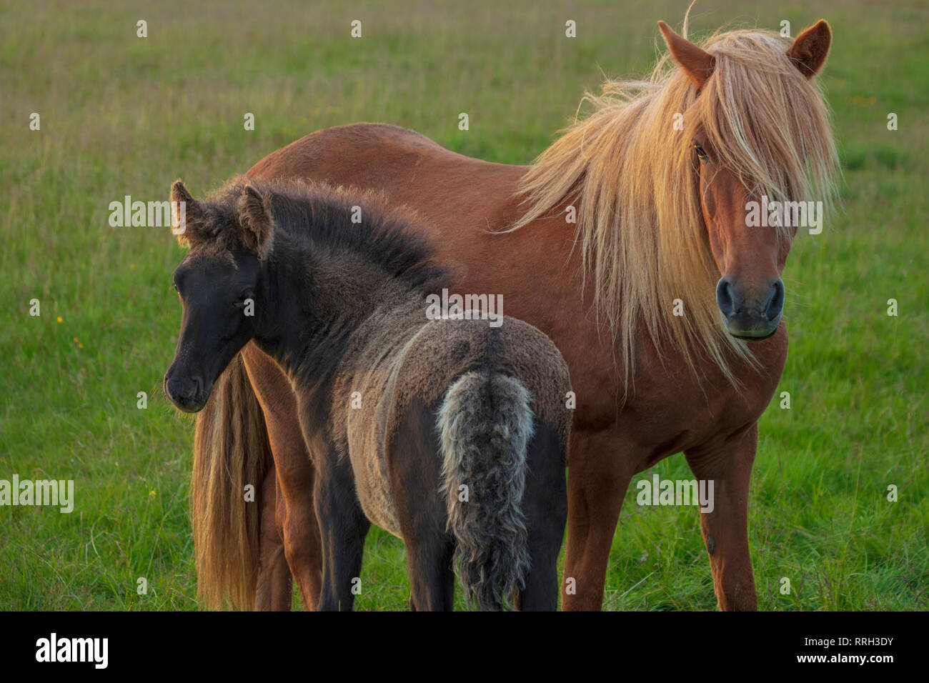 Cavallo islandese e il puledro in un campo vicino a Hella, Sudhurland, Islanda. Foto Stock
