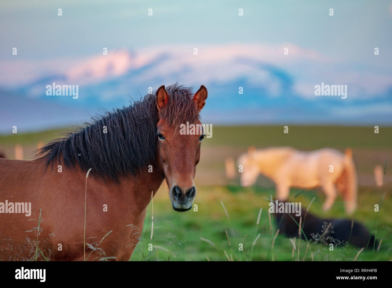Cavalli islandesi in un campo vicino a Hella, Sudhurland, Islanda. Foto Stock
