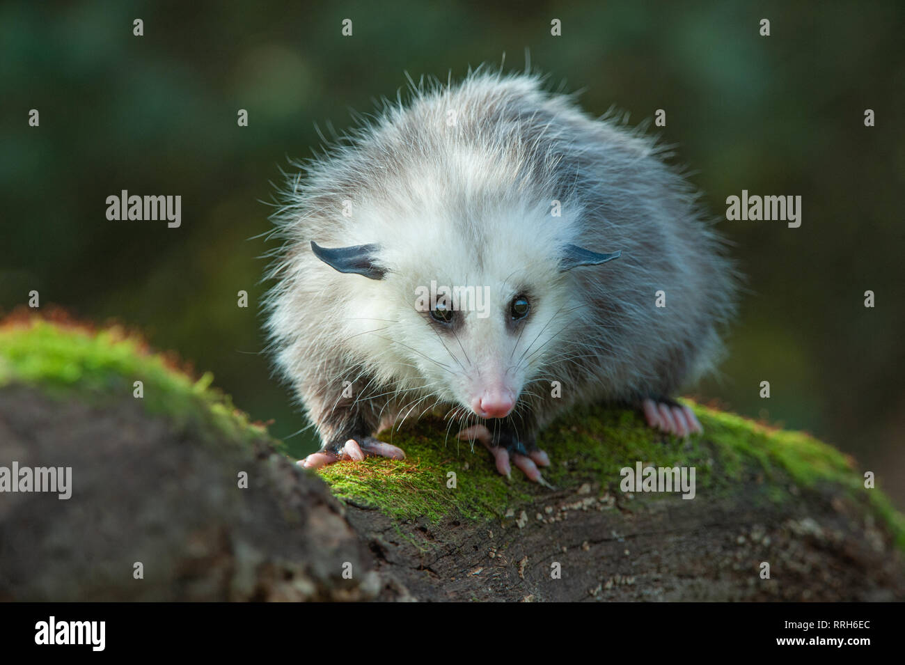 Giovane opossum di 8 mesi presso il centro naturalistico Howell (centro di riabilitazione della fauna selvatica) Foto Stock