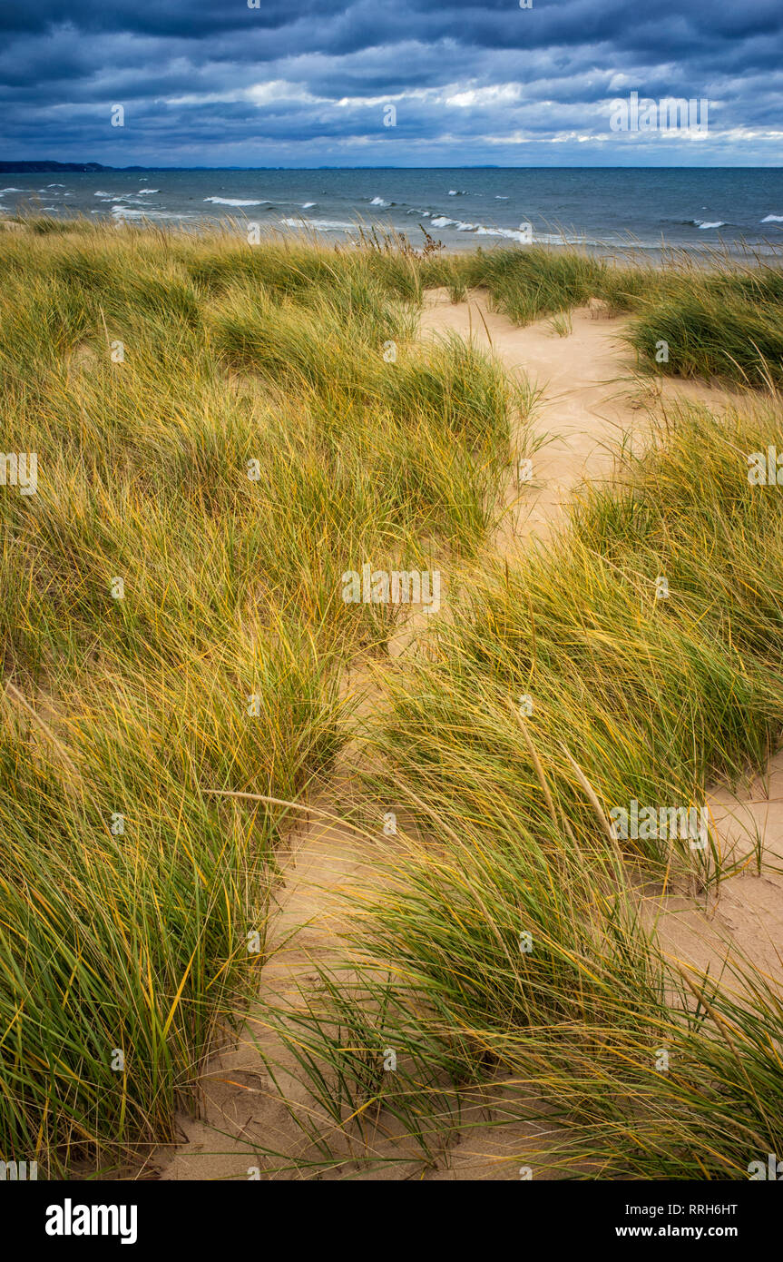 Beachgrass sulla giornata di vento sul lago Michigan beach, Ludington parco statale, Michigan Foto Stock