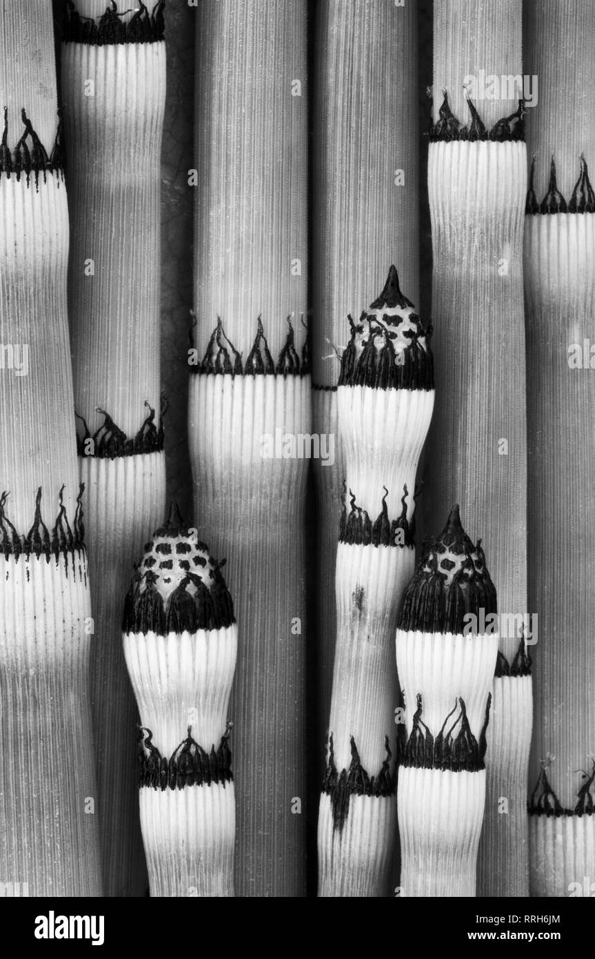 Purga Rush Equiseto (Equisetum hyemale affine natura) schema di impianto stocchi, Paint Creek Trail, Rochester, Michigan, Stati Uniti d'America, America del Nord Foto Stock