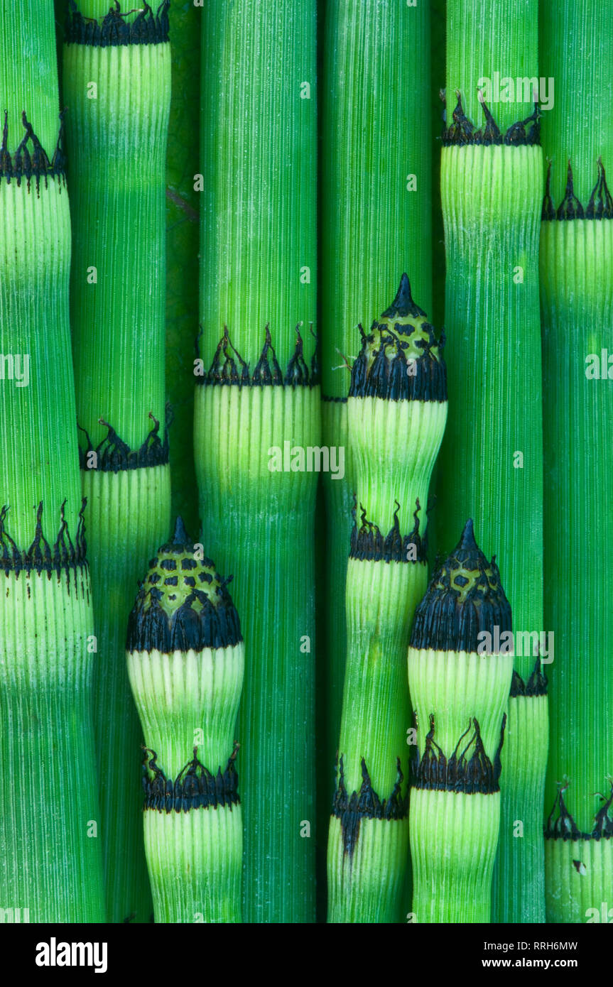 Purga Rush Equiseto (Equisetum hyemale affine natura) schema di impianto stocchi, Paint Creek Trail, Rochester, Michigan, Stati Uniti d'America, America del Nord Foto Stock