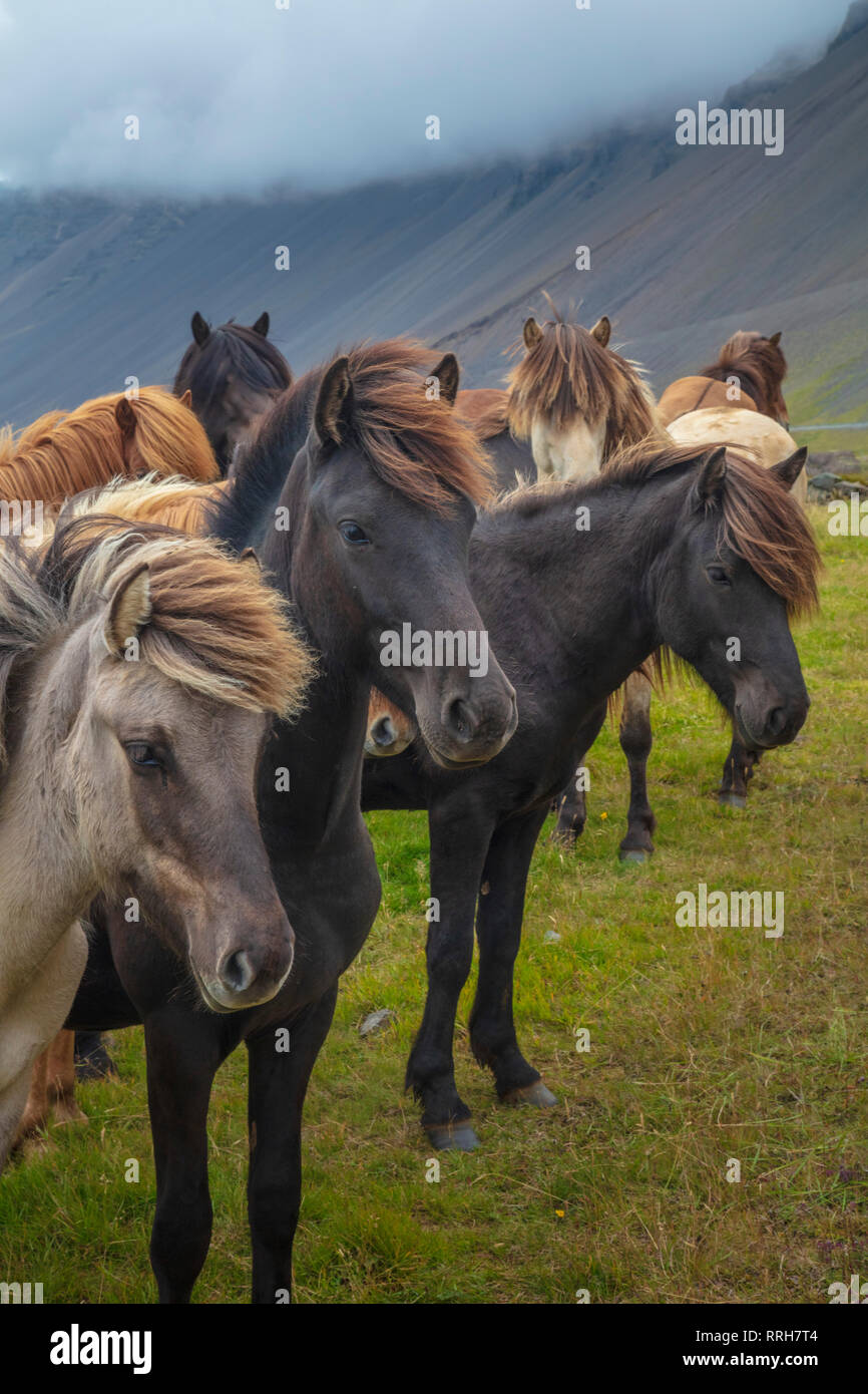Allevamento di giovani cavalli islandesi vicino a Hofn, sud est dell'Islanda. Foto Stock
