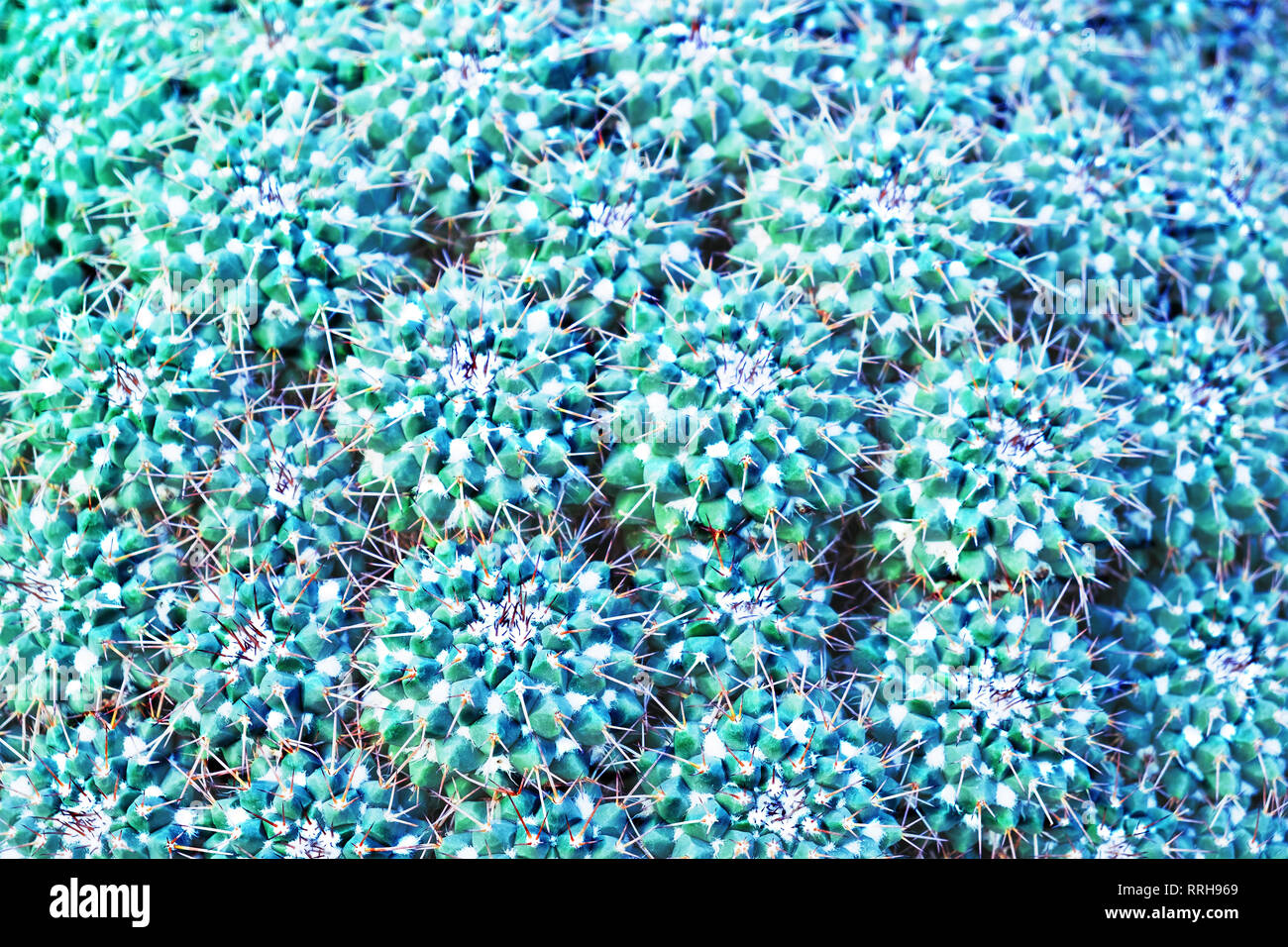 Mammillaria compressa cactus texture tonica Foto Stock