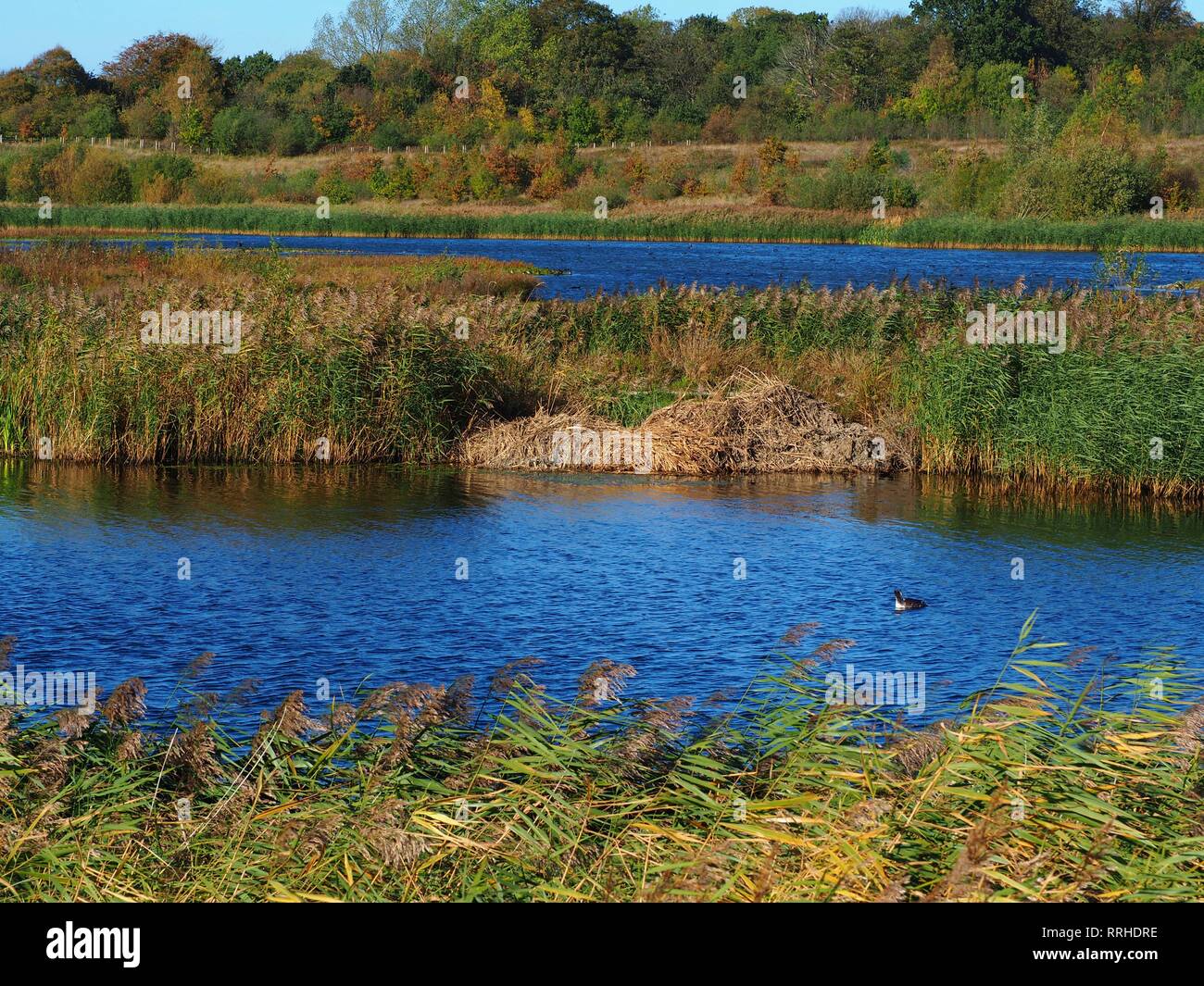 Vista sulle zone umide in St Aidan il parco naturale vicino a Leeds, West Yorkshire, Inghilterra Foto Stock