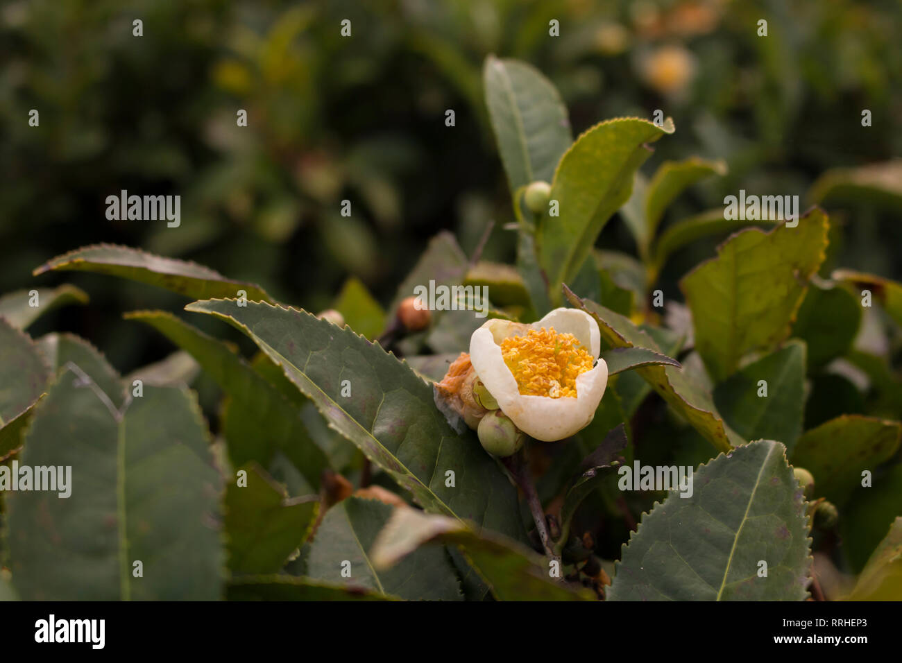 Close-up di fiori di gelsomino. Piante di tè in fiore. Chinese Tea Plantation Foto Stock