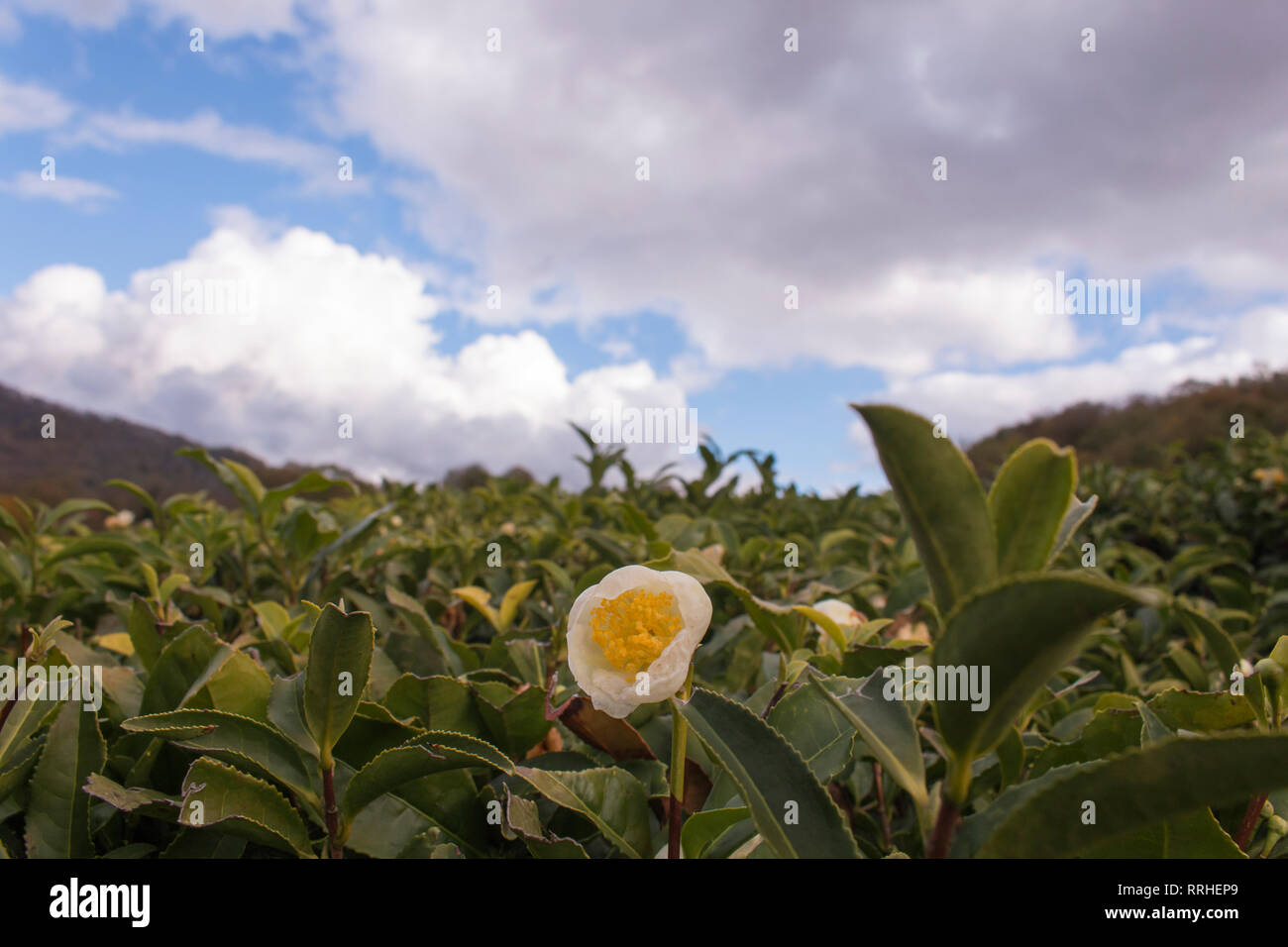 Close-up di fiori di gelsomino. Piante di tè in fiore. Chinese Tea Plantation Foto Stock