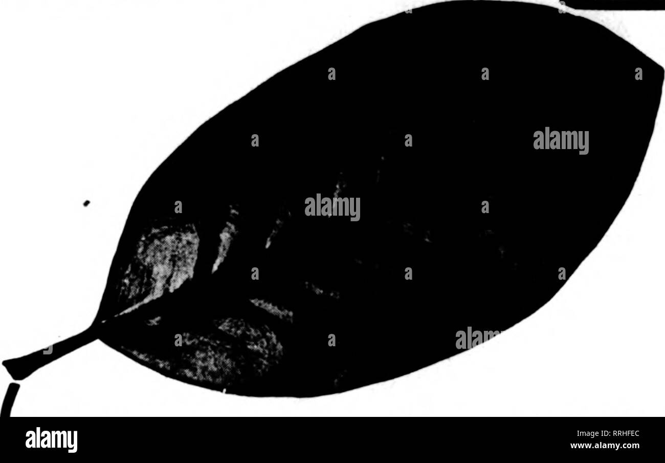 . Fioristi' review [microformati]. Floricoltura. Il "McCallum" appeso un cestello fortemente realizzato correttamente progettato ricettacolo che darà un lungo servizio. È chiaro, senza fronzoli o progetto- ing i fili per la cattura su altre cose attraverso il contatto. Tutti Hand-Made - verde smaltato %^- ? V FANCY fNATURAI iGREEN dimensione Per Doz. 8 pollici $1.75 10 pollici 2,00 12-iDch 2,75 Per dimensione lorda per Doz. Al lordo di $19.25 14 pollici 3,50 $ $38.50 22 00 16 pollici 5.60 60.50 30.25 18 pollici 7.00 77.00 Verde muschio di registro di migliore qualità Blue Ridge Mountain Log Moss, .grande borsa, $2.00 10 sacchetti @ ...$1."0 25 sacchetti @....$1.85 &LT;7 Foto Stock