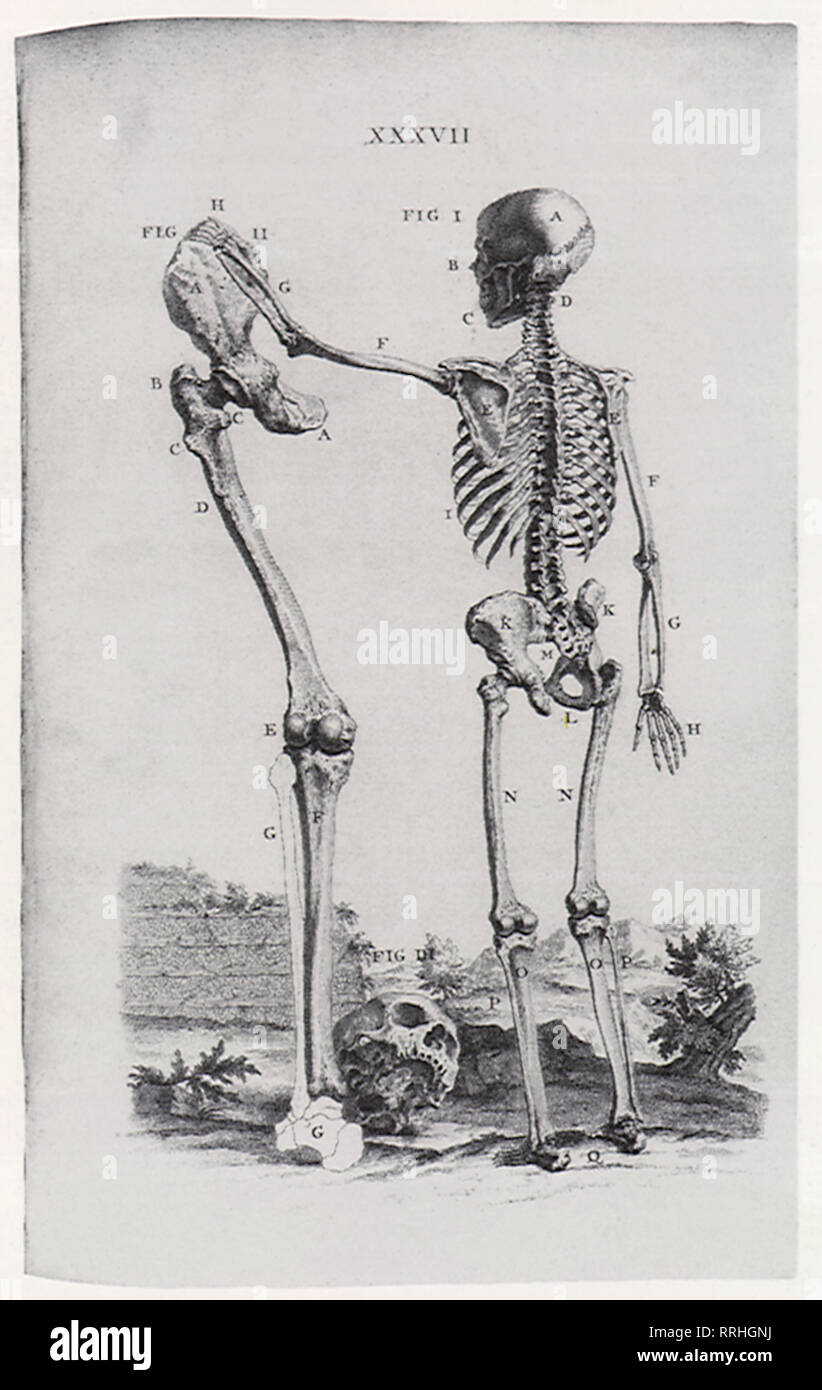 Scheletro e grandi arto osso. Foto Stock