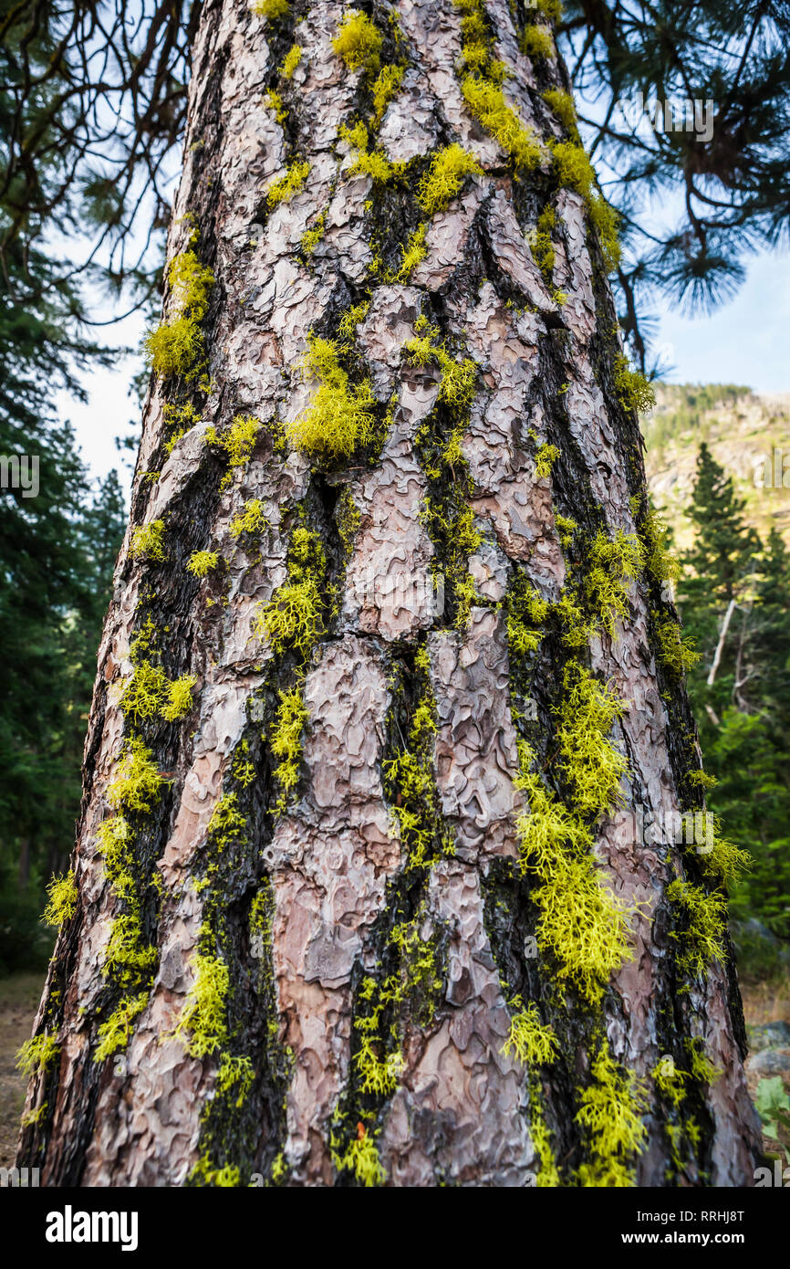 Una Ponderosa Pine con il lichen crescente dalla sua corteccia. Icicle Canyon, Washington Cascades, STATI UNITI D'AMERICA. Foto Stock