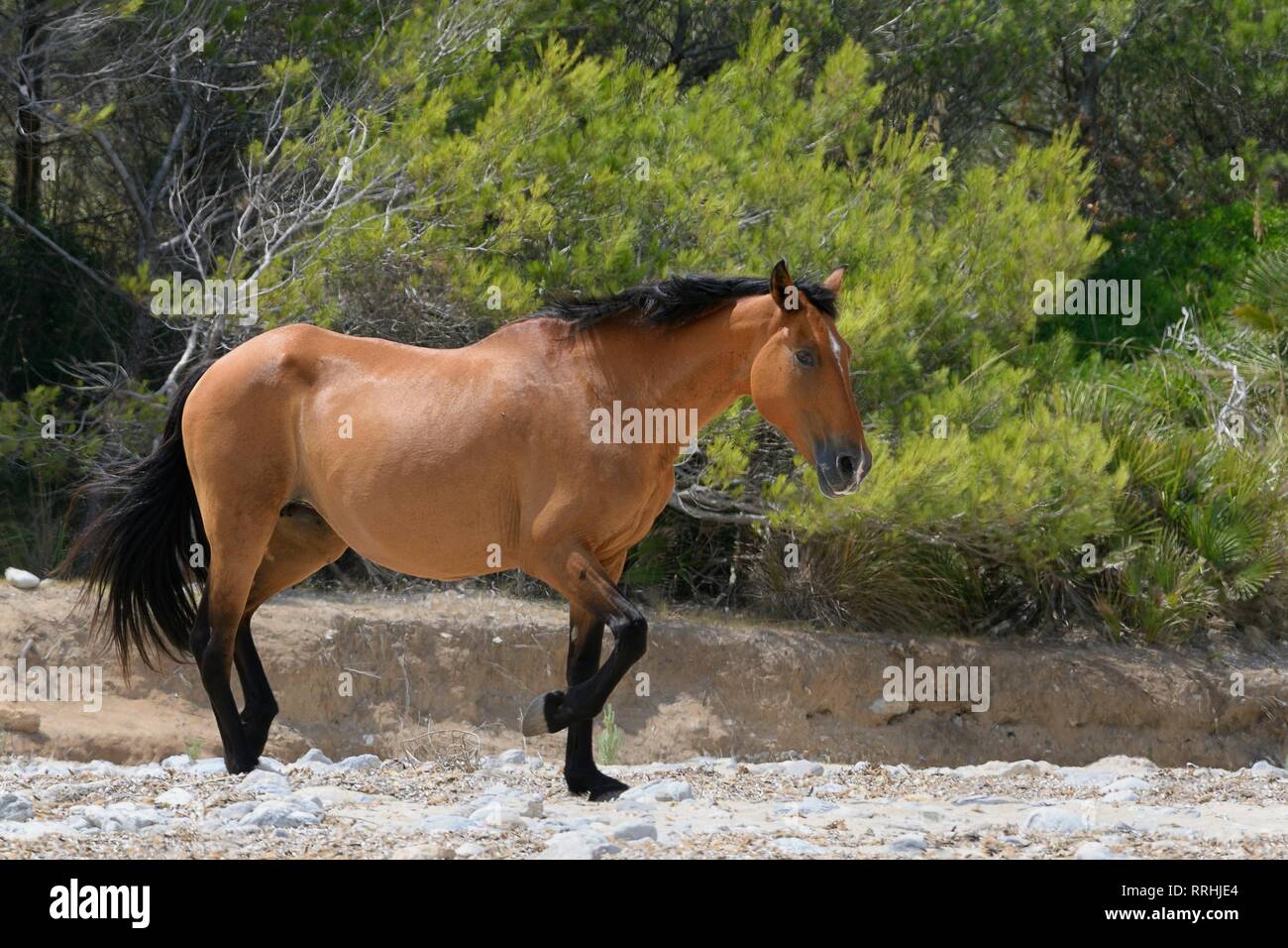 Cavalli selvatici (Equus caballus) camminando su di una remota spiaggia di sabbia, vicino a Arta, Mallorca, Spagna, Agosto. Foto Stock