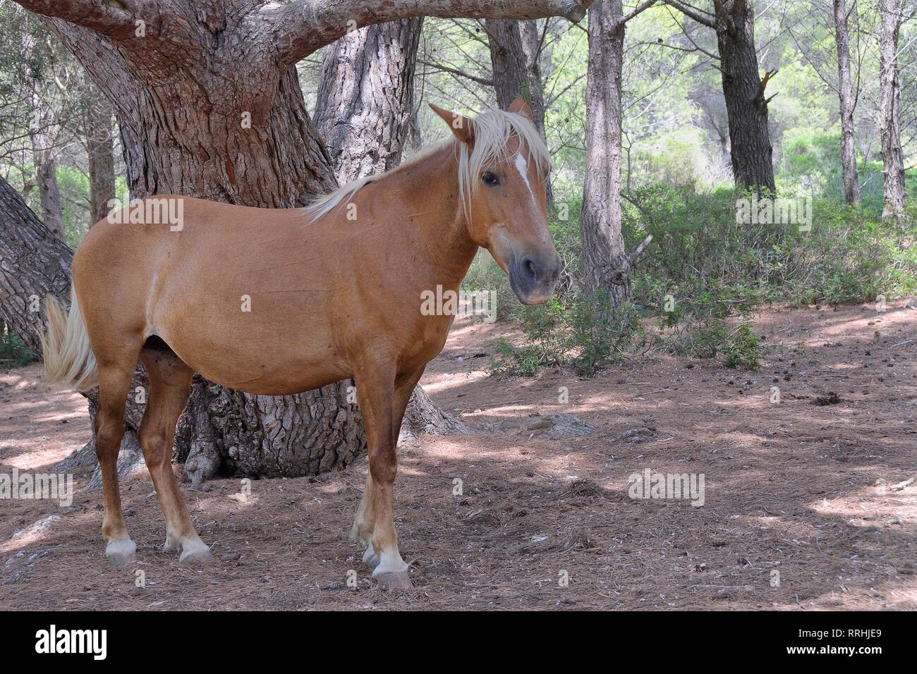 Cavalli selvatici (Equus caballus) in piedi di ombrosi boschi di conifere per evitare il caldo sole di mezzogiorno, vicino a Arta, Mallorca, Spagna, Agosto. Foto Stock