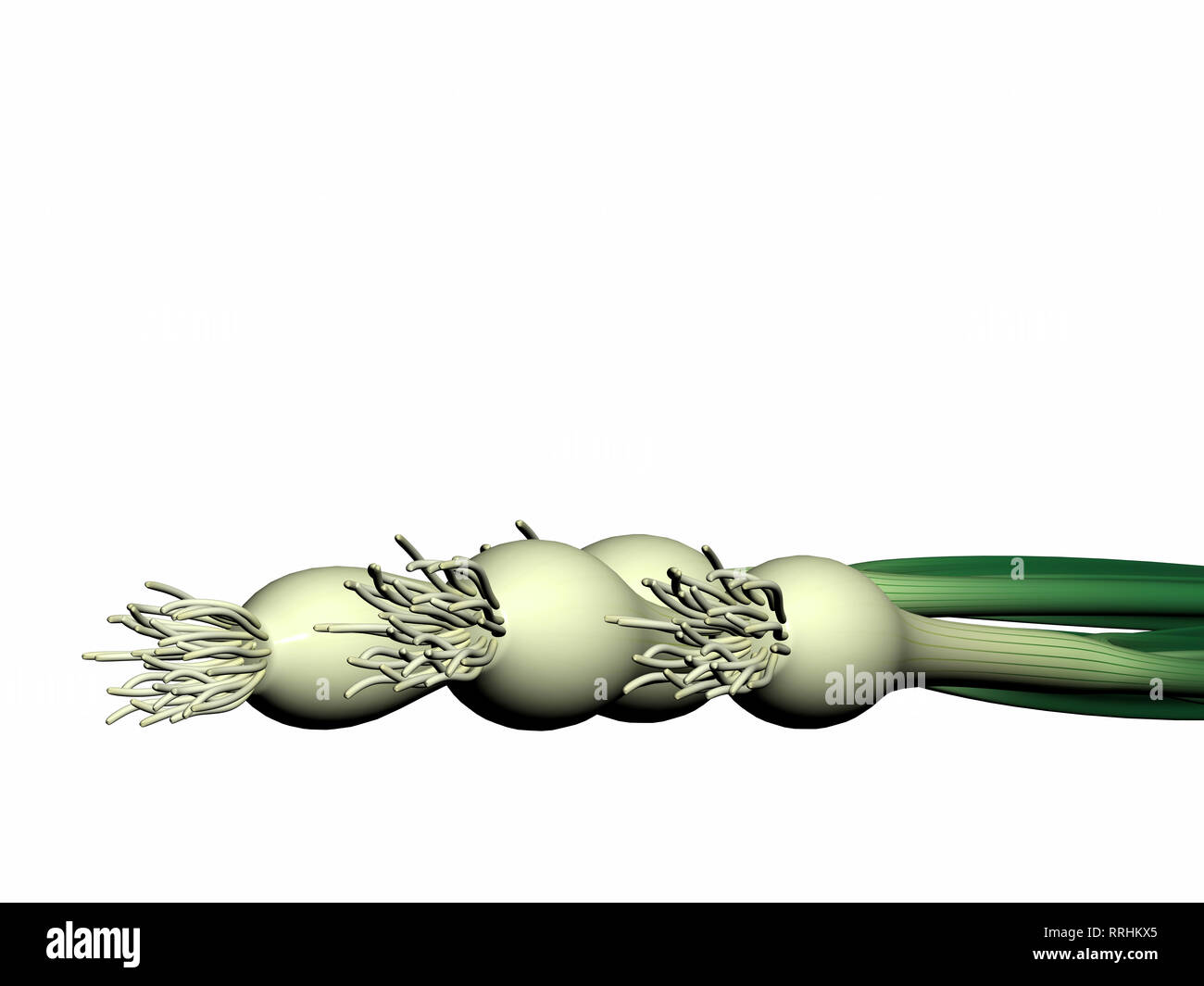 3D render di cipolla verde Foto Stock