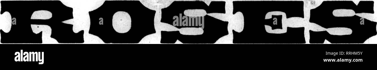 . Fioristi' review [microformati]. Floricoltura. 20 i fioristi^ Review scossone 10, 1919. Grande offerta di estate la migliore qualità. Principali Varietà utilizzare la nostra doppia bianca Killarney. Il solo bianco Killarney che rimane "bianco" durante i caldi mesi estivi-una volta USedf vorrete non altri. P* P* U 1TQ abbiamo un sacco di buona hardy nuovo felci. Fancy, $3.00 al 1000; di piccole dimensioni, $ 1,50 e $ 2,00 per 1000. Leucethoe, 60c per 100; $5.00 al 1000. Galax, 25c per 100; $2.00 per 1000. Choic* Stock di Delphinium, Margherite, Calendulas, Scabiosa, Aestri, Gladioli, Matricale, Candytuft, bocche di leone e tutti Foto Stock