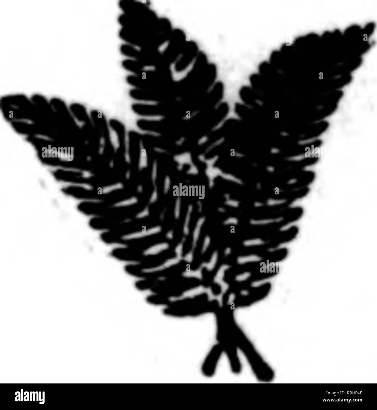 . Fioristi' review [microformati]. Floricoltura. Meno di dieci partite. GALAX VERDE, caso di 10.000: Di medie dimensioni (S-"I^ in.) J 7.50 di grandi dimensioni (un'^-in. e) 10.00 bronzo G'XLAX, caso di 10.000: Di medie dimensioni (3-.3K! in.) 7.50 di grandi dimensioni (3^ a. e) 10.00 verde o bronzo GALAX in meno del caso lotti, per 1000: Di medie dimensioni (3-3*2 in.) l.-'5 di grandi dimensioni (S^ii a. e fino) .- 1.60 Galax in caso di dieci partite o più: VERDE GALAX, di medie dimensioni (3-3^ in.) $ T.OO di grandi dimensioni di 3^2. e) 8,50 GALAX in bronzo di medie dimensioni (S-S^j.) 7.00 di grandi dimensioni (3^! A. e) 8.50 LEUCOTHOE, verde o bronzo, per luO Foto Stock