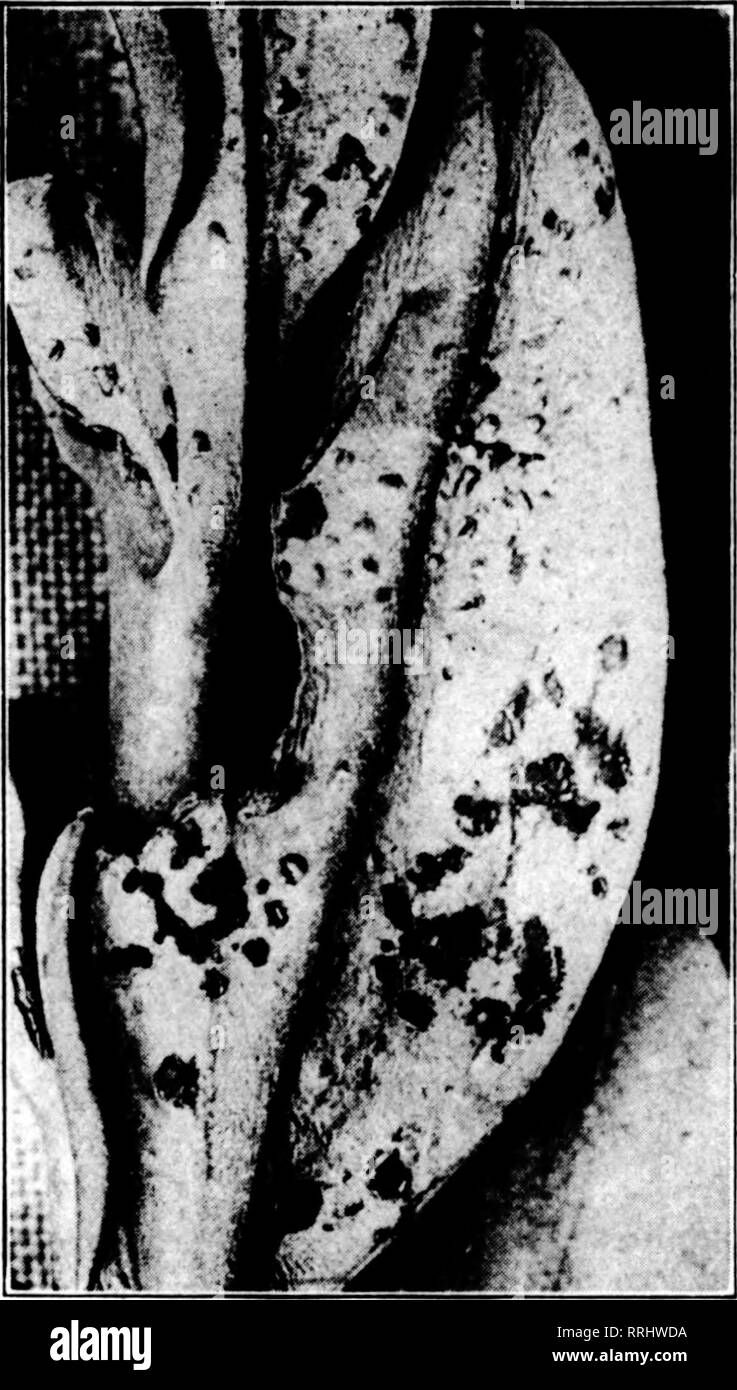 . Fioristi' review [microformati]. Floricoltura. inducendo l'estate del 1913 l'attenzione della flori- cultura dipartimento dell'Università di Illinois in primo luogo è stato chiamato a una ruggine sulla crescente antirrhinum^ nella regione a nord di Chicago. Questo ruggine, sebbene sia stato pensato al momento di essere di poca o nessuna importanza economica, ha dato che, in virtù della sua avente diffusione in altri stati, influiscono- ing seriamente la bocca di leone delle colture di un notevole numero di coltivatori, venuto per essere considerata come una peste seria da parte di tutti i fioristi che dipendono dall'Antirrhinum popolare per una parte delle loro entrate. Storia e di Foto Stock