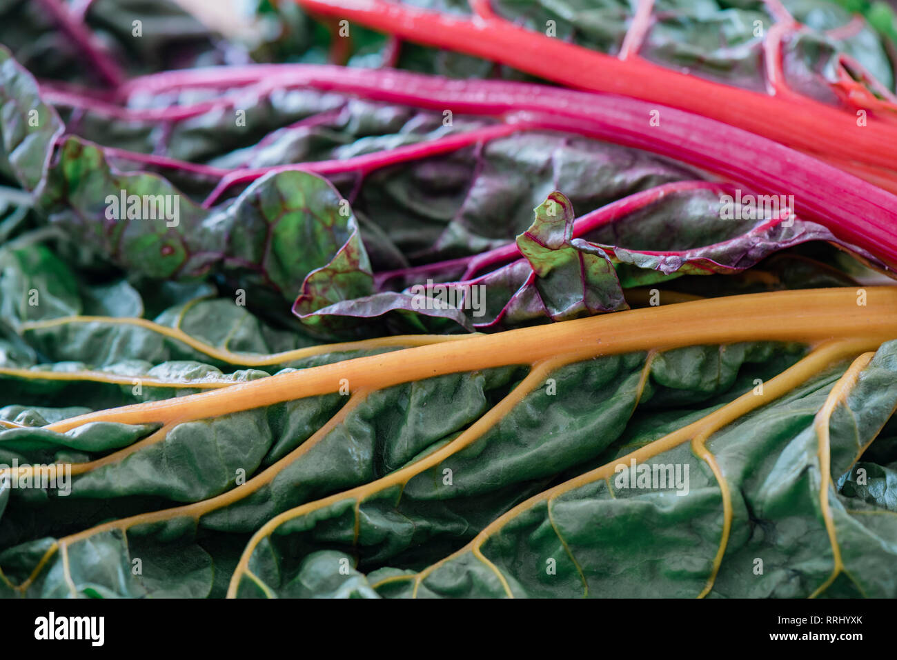 Una chiusura di colorati di bietola Foto Stock