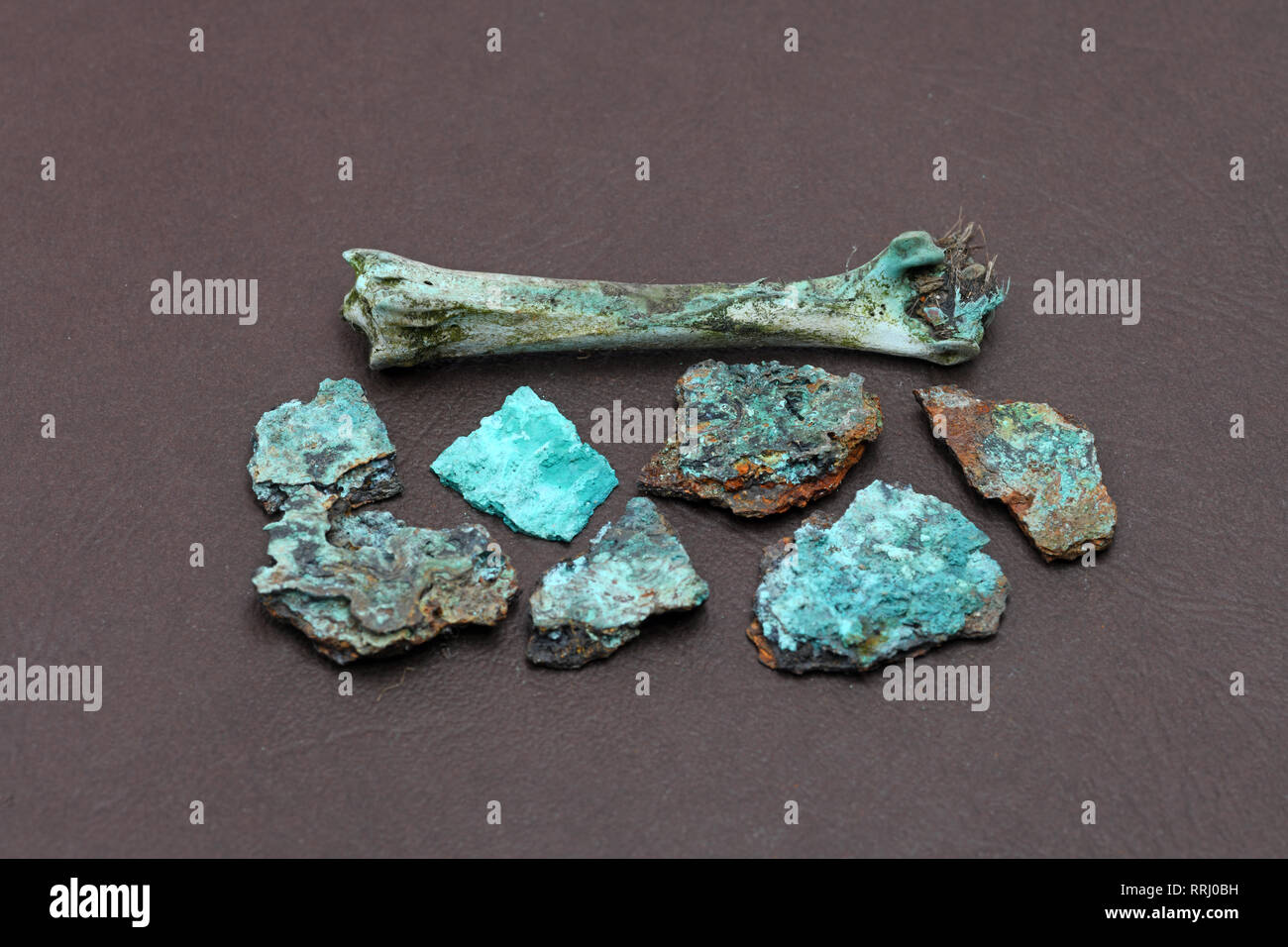 I campioni di un uccello osso e pezzi di metallo che è stato impregnato con rame i prodotti di scarto che sono lisciviati nel suolo Foto Stock