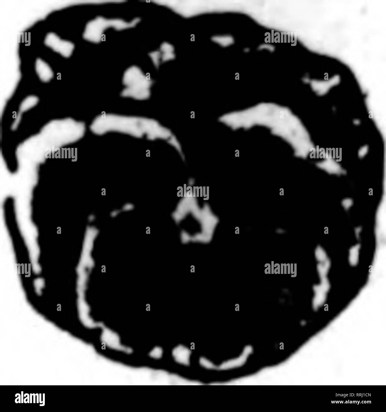 . Fioristi' review [microformati]. Floricoltura. 3)B filo nei cestini appesi non è dei più economici ma il miglior fatto bene la natura. Dipinto, Legato witli filo zincato 6 alla dozzina di tasso, 50 a 100 rate 8 pollici..; per dozzina, $1.76; 10 pollici " 2,25; , 12 pollici " 2,76; 14 pollici... " 3,60; 16 pollici " 4,50; 18 pollici " 6.00; prezzi su dimensioni maggiori nei cestini appesi quotati su applicazione. per 100, $13.00 16.00 19.00 26.00 30.00 46.00 lungo verde fogli per cestelli appesi foglio verde muschio per fascio $0.75 per sacchetto $1.00 prezzi su grandi quantitativi citati sull'applicazione. Gli ordini di parti unJEnown Foto Stock