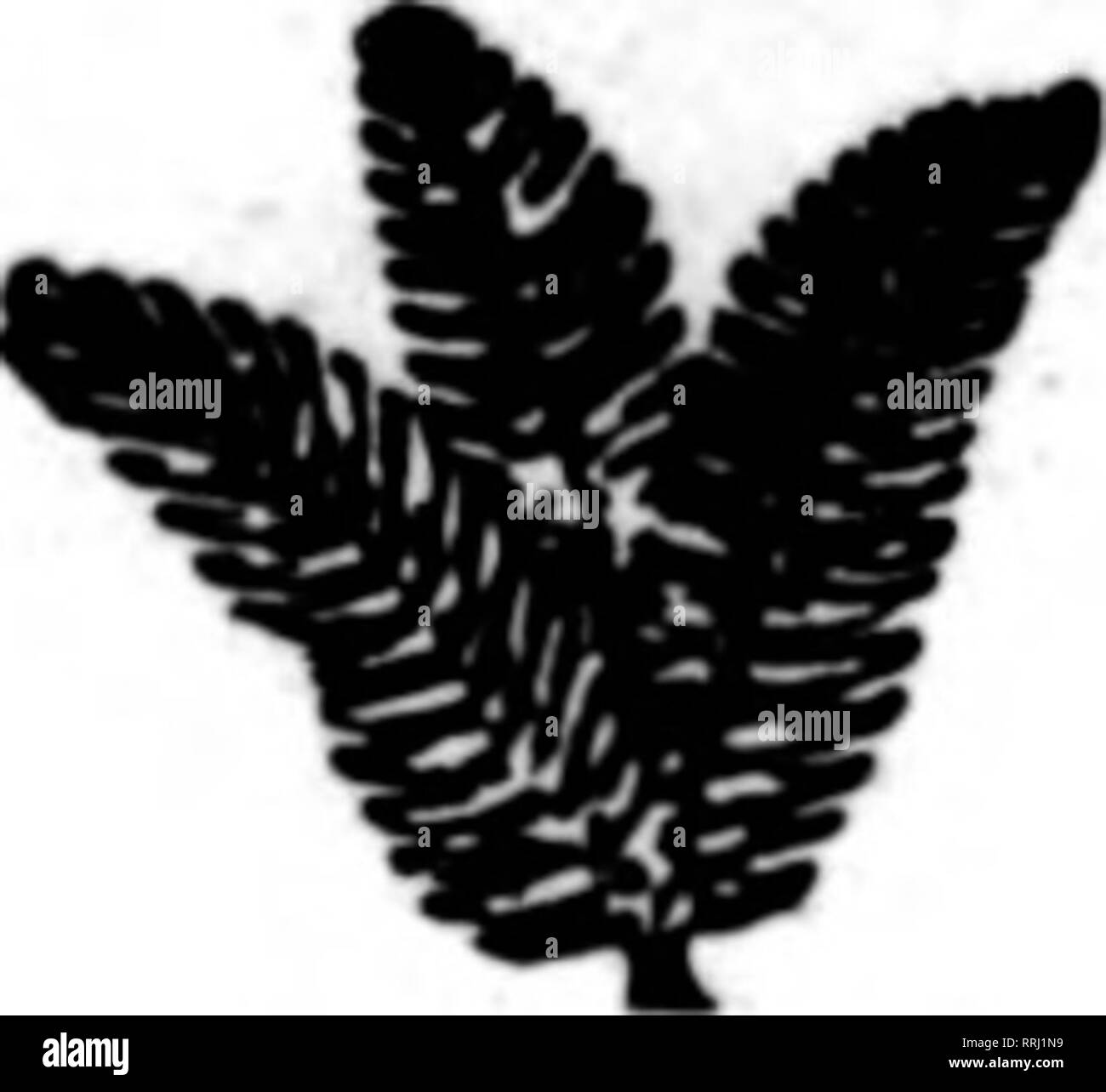 . Fioristi' review [microformati]. Floricoltura. NSW RBADT raccolto per la spedizione immediata. Verde o bronzo Galax, 3 alla 3^-iQch $1.25 per 1000; verde o bronzo Galax, 3^ a 5 pollici 1.50 al lOCO; di fantasia o di pugnale felci, 12 pollici e alto 2,00 per 1000; Leucothoe, verde o bronzo, lungo, medio e breve $5.00, $3.50, $2.00 al 1000 al di sopra dei prezzi sul Galax si applicano alle partite di 10 casi e. $7.50 al caso di 10.000 8,50 al caso di 10.000 7.50 al caso di 5.000 '^/Jlnli.'". .. Cerchiamo di insistere sul fatto che il commercio posto i loro ordini in anticipo per la forniture di Natale, così non ci sarà nessuno deluso e tutti Foto Stock