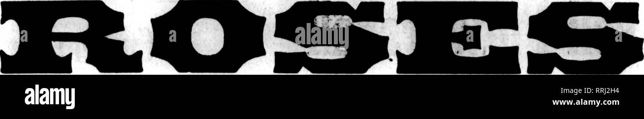 . Fioristi' review [microformati]. Floricoltura. 22 i fioristi^ Revisione Luglio 8, 1919. Grande offerta di estate la migliore qualità. Principali Varietà utilizzare la nostra doppia bianca Killarney. Il solo bianco KfHarney che rimane "bianco" durante i caldi mesi estivi-una volta utilizzato* si desidera che non altri. Felci che abbiamo un sacco di buona hardy nuovo felci. Fancy, $3.00 al 1000; di piccole dimensioni, $ 1,50 e $ 2,00 per IOOq. ^i;.. Leucothoe, 60c per 100; $5.00 al 1000. Galax, 25c per 100; $2.00 per lOOQ. Le peonie, 60c, 75c e $1.00 per dozzina. Ckoica Stock di garofani, Dolphinium, Peonie, Harris!!, scorte, Margherite, cale Foto Stock