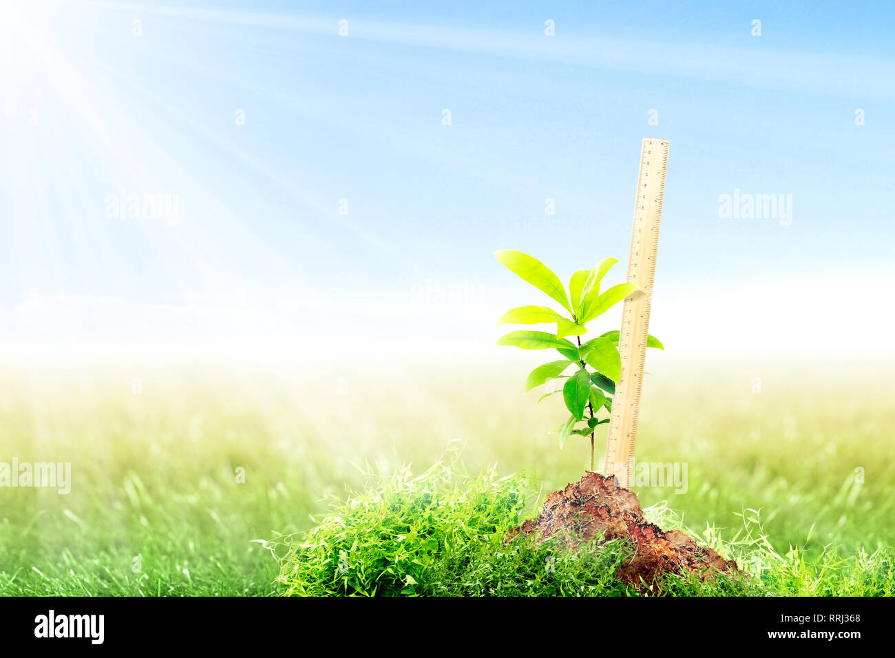 Righello per la misurazione di pianta crescente altezza sul terreno fertile nel prato con la luce del sole e cielo blu sullo sfondo. La giornata della terra concept Foto Stock