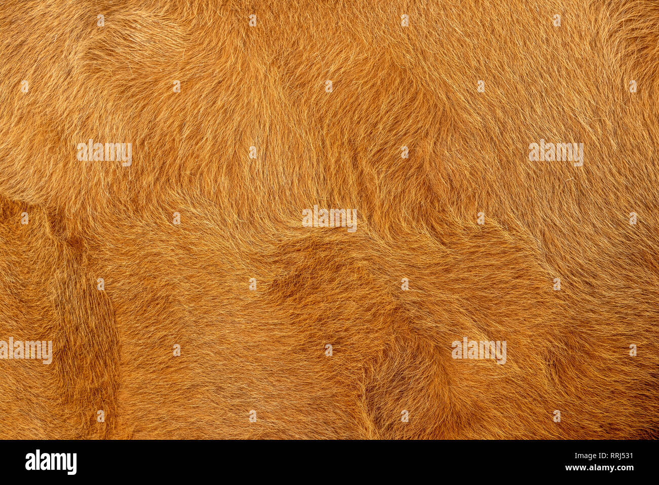 La mucca o pelo di animali di colore marrone e oro, il colore di sfondo di pelliccia e texture Foto Stock