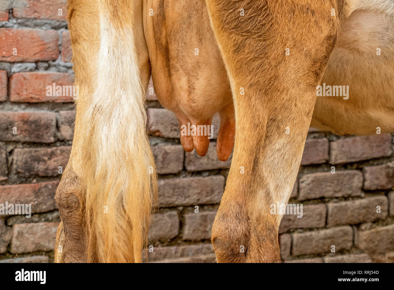 Jersey di mammella di vacca vista ravvicinata, razza di mammella di vacca pieno di latte Foto Stock