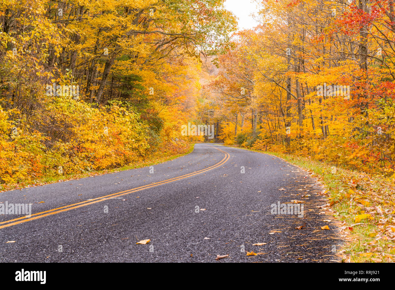 Caduta delle foglie nel Parco Nazionale di Shenandoah lungo la Blue Ridge Parkway Foto Stock