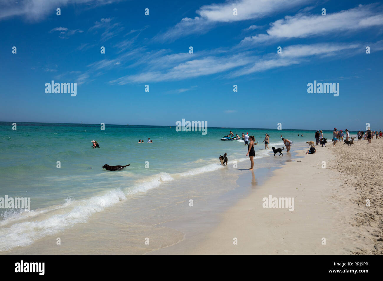 Alcune parti della West Coast australiana sono particolarmente indicati per i cani a piedi come questa spiaggia nella città di Joondalup, vicino a Perth. Foto Stock