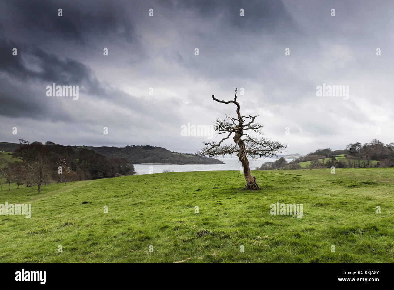 Una molto vecchia quercia sessile Quercus petraea albero in un campo sulla costa del fiume Fal in Cornovaglia. Foto Stock