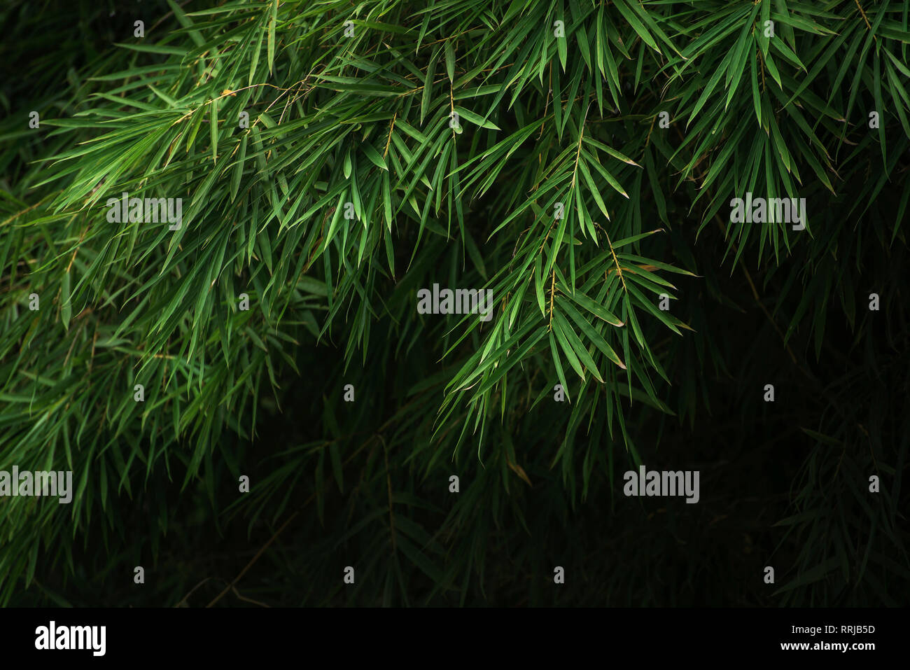 foglie di bambù Foto Stock