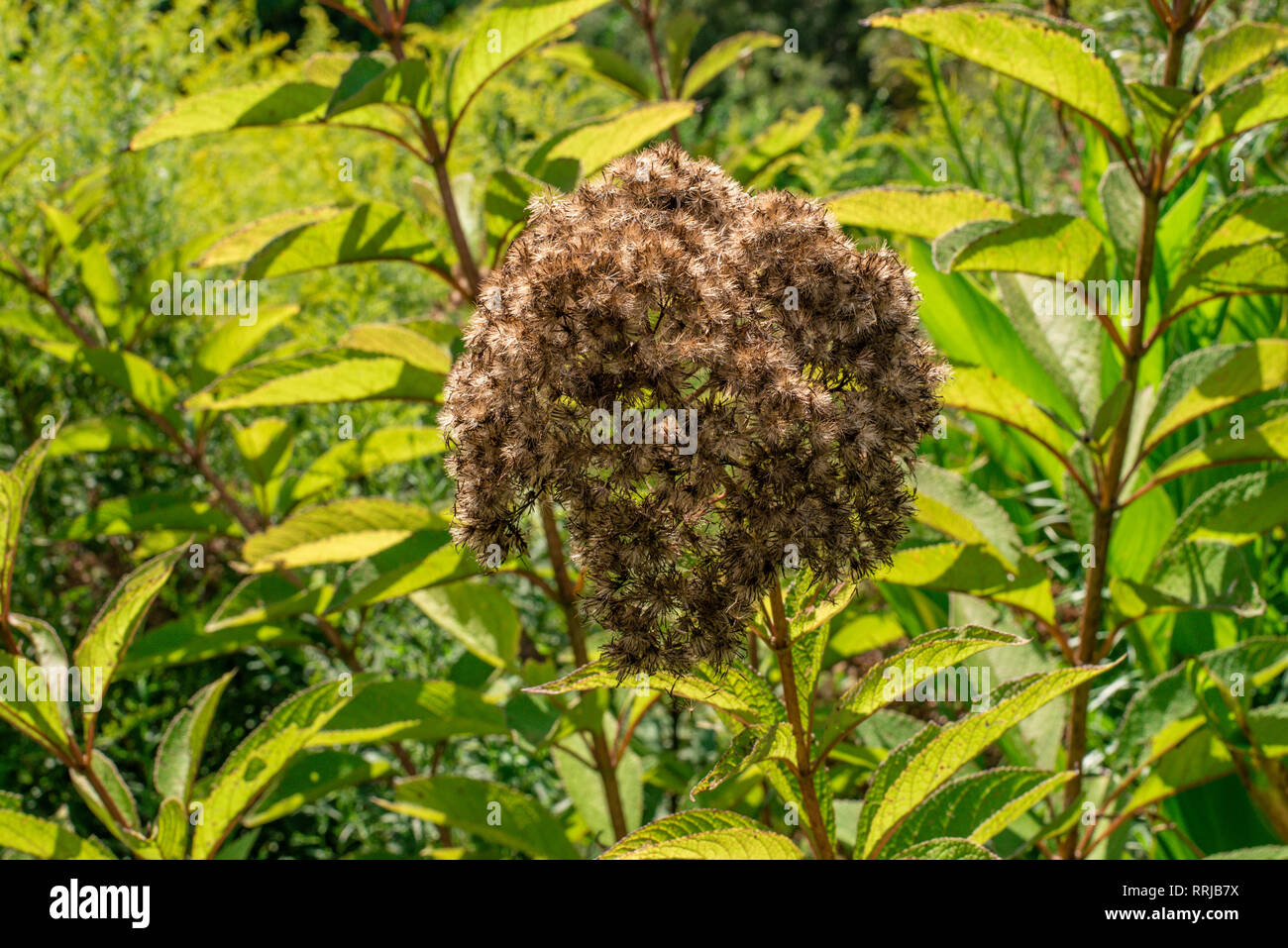 Estate calda a piedi in un giardino con fiori e farfalle Foto Stock