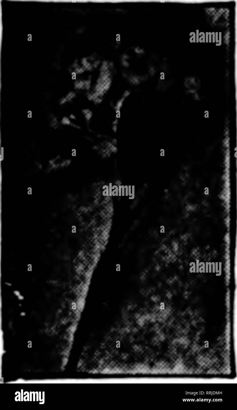 . Fioristi' review [microformati]. Floricoltura. : '"??? "RTr(rrT.^yT'''iW'ri?'';f'' •^???T' ""-""; ,-• ?.• .'•v-T' --^-r rT*t*''^^'^ yyi^-^-"R7ly? F.^^j.TYiTT'^.t.t f:yyr*^^T&LT;|.^f^ jq??*" xC 140 L' Horists FlBBUABT Revisione 5, 1020 se si desidera che un autentico composto di vetratura insistere su VITAPLASTIC la qualità Brands Company di Cleveland, O. SEATTLE note. [Conclusi da pagina 108.] Shop. Questo è stato il negozio iniziale di a- tentare a quel tipo di lavoro. Rose rosse e di stevia, disposti in ceste, sono state utilizzate sulle tabelle, con palme e vasi di fiori artisticamente disposte abou Foto Stock