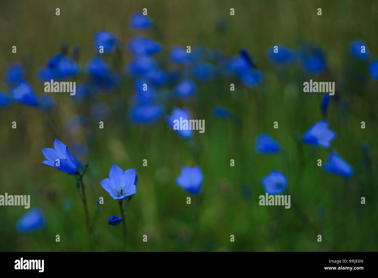 Harebell, County Donegal, Ulster, Repubblica di Irlanda, Europa Foto Stock