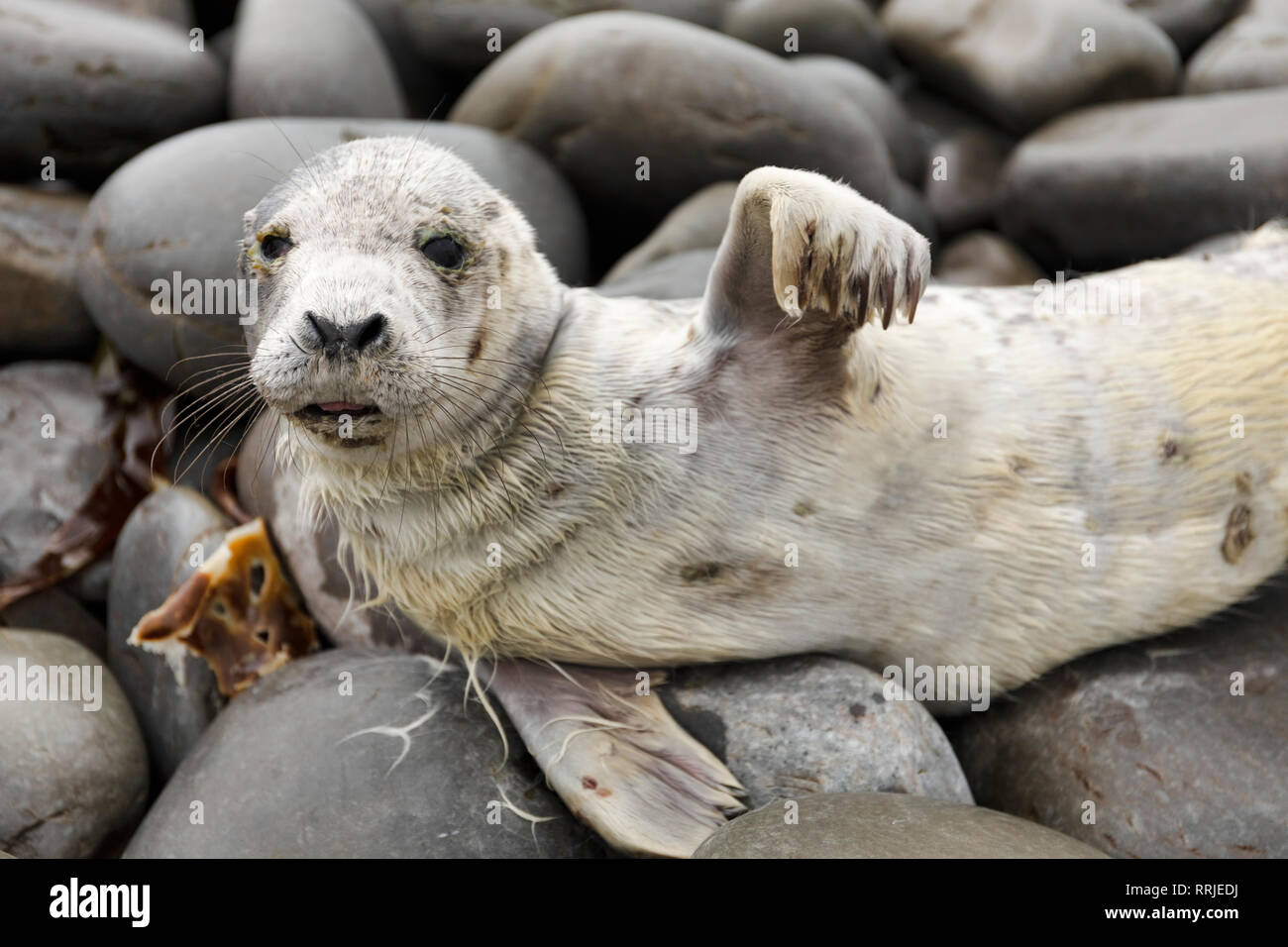 Guarnizione grigio, County Clare, Munster, Repubblica di Irlanda, Europa Foto Stock