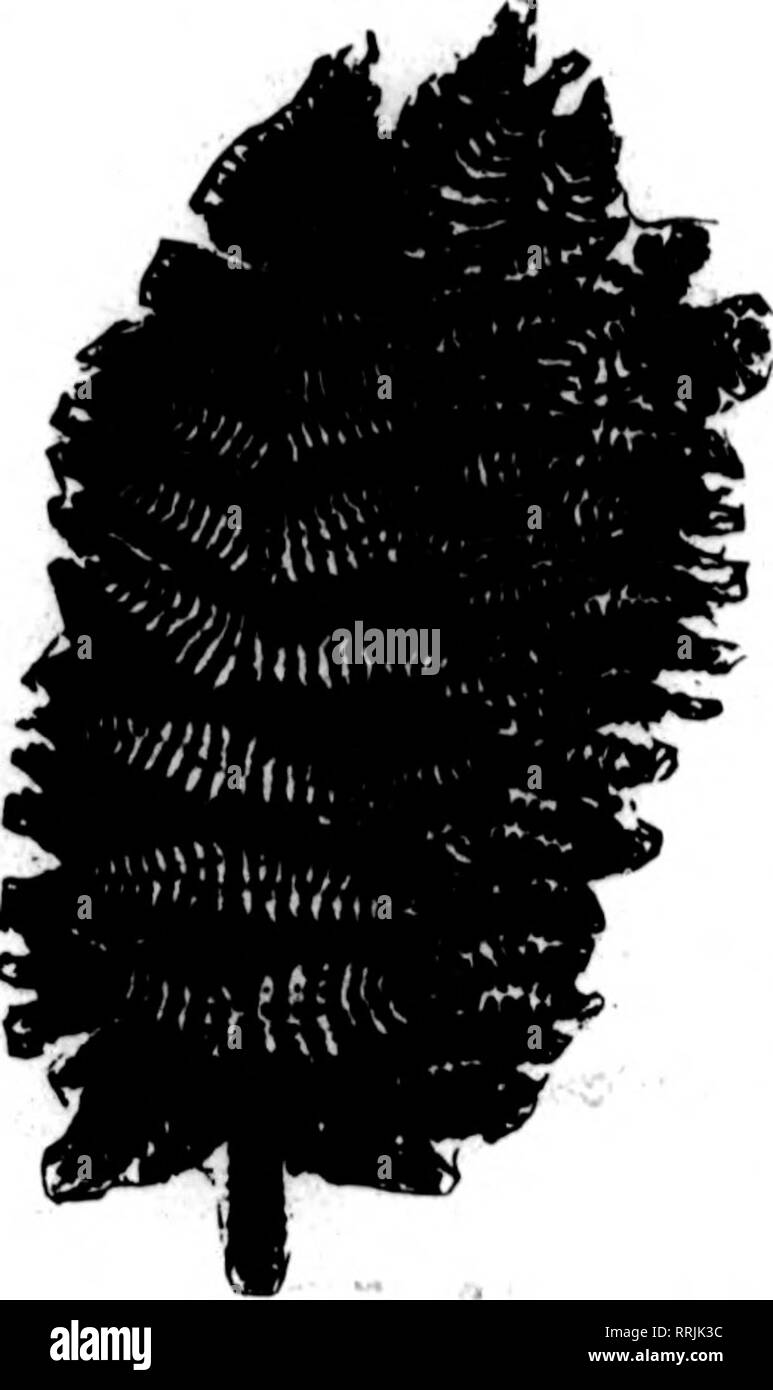 . Fioristi' review [microformati]. Floricoltura. 38 i fioristi^ AuoDST Revisione 9, 1917. Voglia di felci atock migliori nel paese possiamo Bupply con stock cood tutto l'anno. $1,50 par 1000 $1,50 par 1000 posto i vostri ordini standinc con noi. Fornitura completa di tutti i tempi. No shortaces. WILD 8MILAZ. 50-lb. o"s"s.... par oas*. $S.OO importati verde e bronzo Maamolia ceste, tl.60; 6 cestelli, ogni 1,26 Qalaz foglie verde e bronzo, percase di 10.000....mi 10.00 verde spray Leucothoe, extra fine, per 100, tl.OO; per 1000 7.60 Foglio Oreen Moss, molto sottili per cestello di lavoro fresatura, pentole. ecc. per b Foto Stock