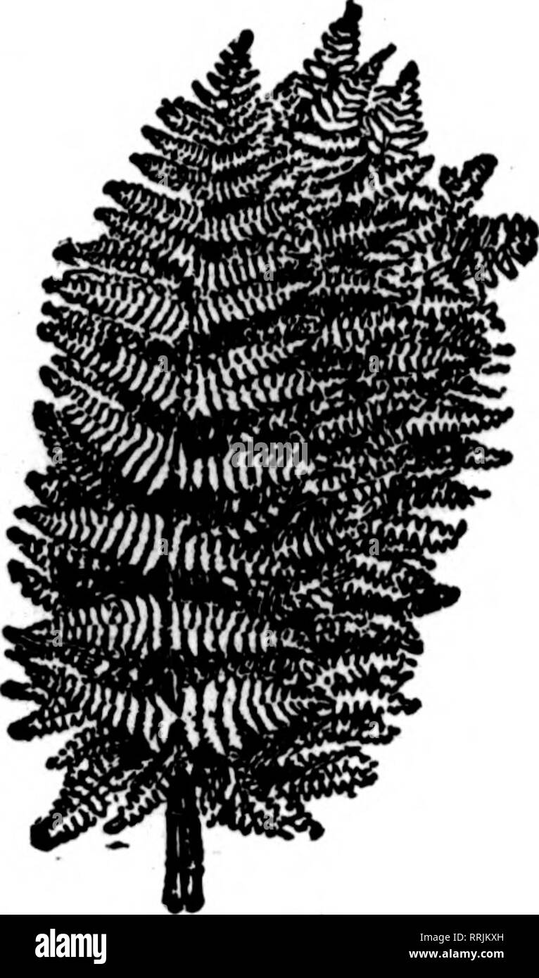 . Fioristi' review [microformati]. Floricoltura. 42 i fioristi^ Review ACOUST 28. 101". Voglia di felci migliori in stock eonntrj $2.00 per 1000 $2.00 par 1000 soggetti a Chanse senza preavviso. Wild Smilaxy 50-poand casi, $5^0; 25-pouad casi $ 3^5 foglie di Magnolia^ verde e bronzo, per cartone 1,75 Galax* foglie verde e bronzo, per ogni caso di 10.000 10.00 foglio verde muschio, molto bene per cestello di lavoro fresatura, pentole, ecc. per sacchetto, 15 libbre al sacchetto 2.00 Sphagnam Moss, per balla 2.50 alimentazione piena di fiori recisi in tutti i tempi nCIDGM COT FLOWER EXCIUII(ie,264Zceii"Mrt St, DetnitHiclL. Si prega di notare che il TS Foto Stock