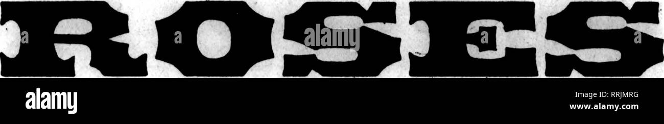 . Fioristi' review [microformati]. Floricoltura. 22 i fioristi^ Rassegna "io".I * * i*.. JUNB 19, 1919. Grande offerta di migliore qualità. Principali Varietà utilizzare la nostra doppia bianca Killarney. Il solo bianco Killarney che rimane "bianco" durante i caldi mesi estivi-una volta utilizzati^ vorrete non altri. I GAROFANI sono in buone condizioni di fornitura, con prezzi ragionevoli Valley per il tuo giugno matrimoni. Le peonie, 50c, 60c, 75c e $1.00 per dozzina. Felci Leucothoe, 75c per 100; $6.00 per 1000. Galax, 25c per 100; $2.00 per 1000. Abbiamo un sacco di buona hardy felci di offrire, $6.00 per 1000; o nuovi felci a $4.00 per Foto Stock