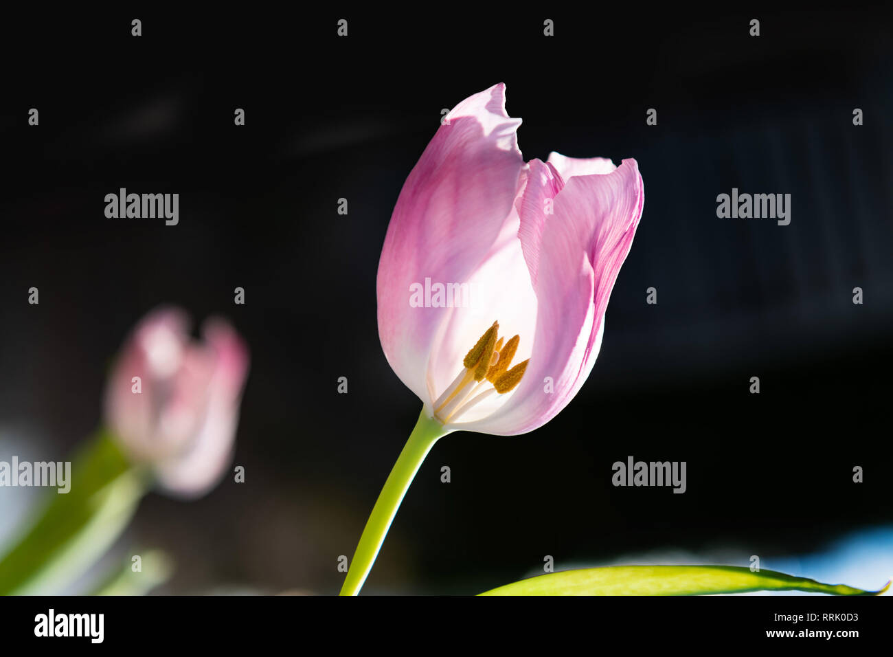 View all'interno di foglie di rose fiore tulipano mostra il polline. Foto Stock