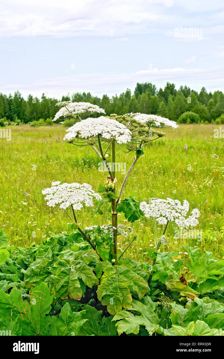 Fioriture dei fiori bianchi l'ombrello Heracleum Sosnowski nel campo Foto  stock - Alamy