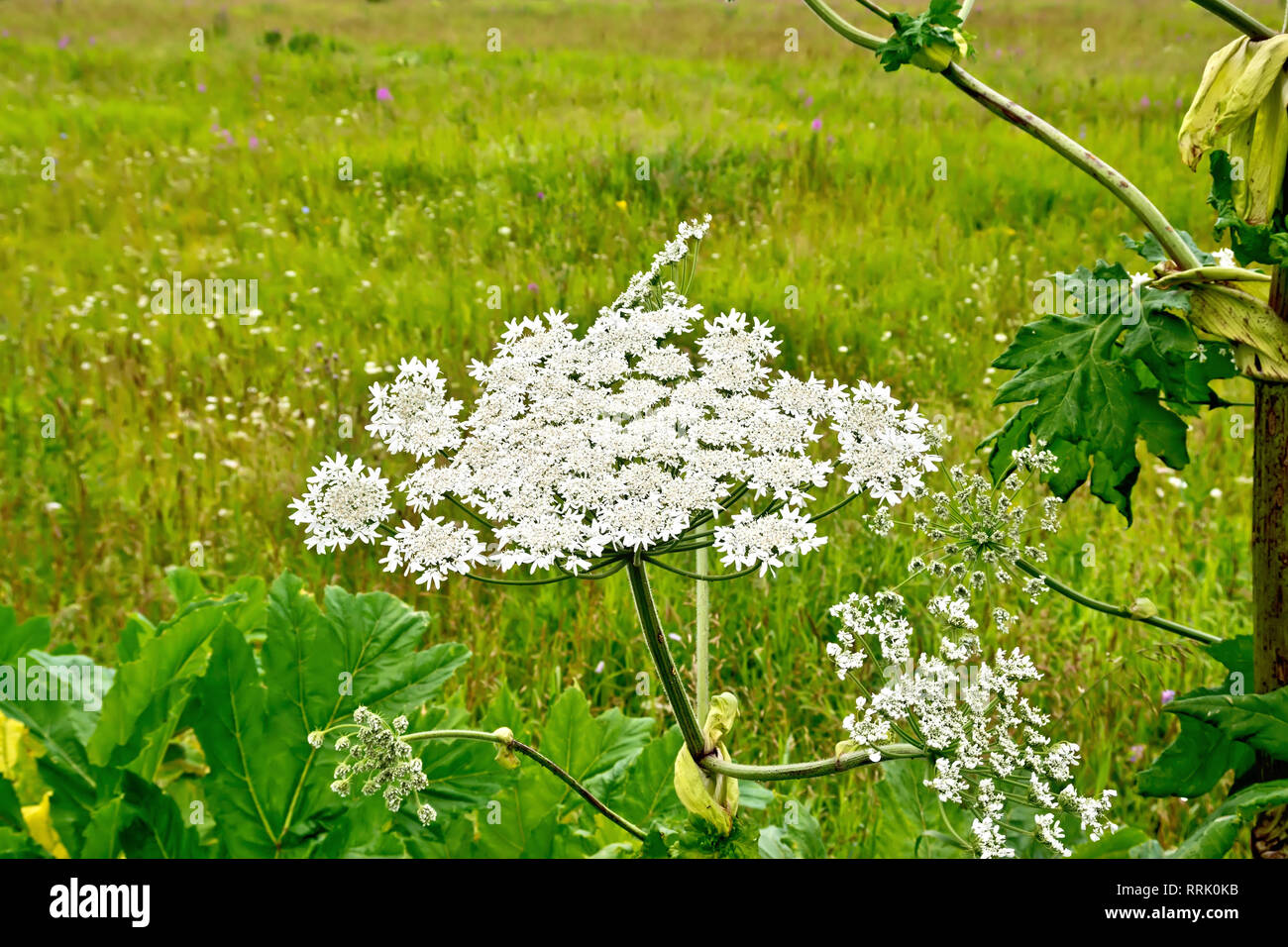 Fioriture dei fiori bianchi l'ombrello Heracleum Sosnowski sullo sfondo di  erba Foto stock - Alamy