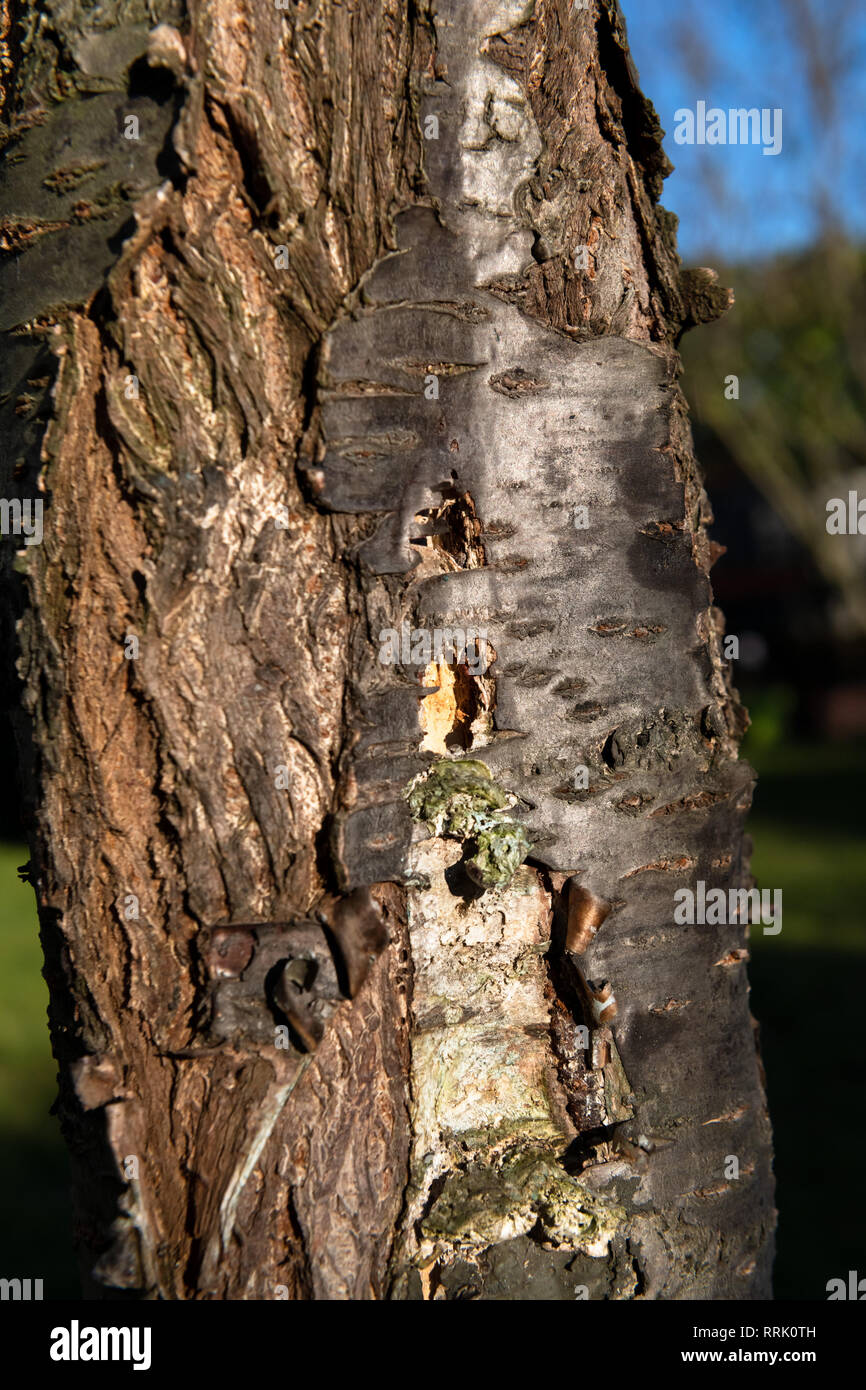 Rotture di corteccia di un albero con contro le infestazioni fungine. Foto Stock