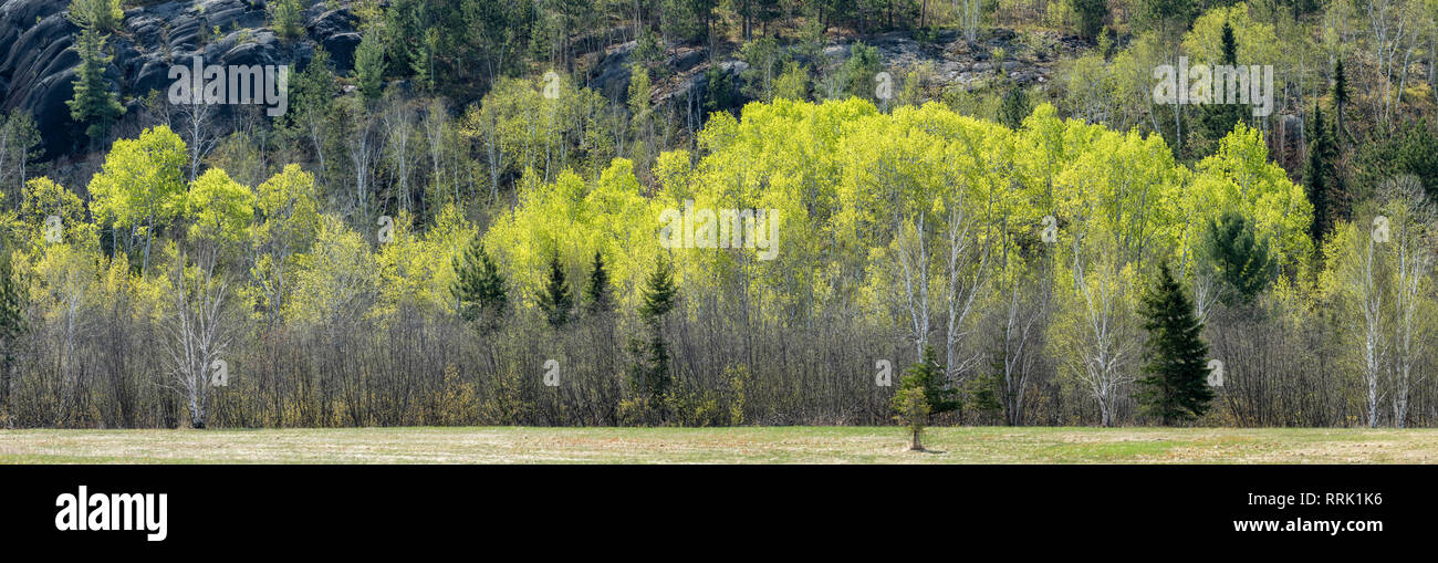 Boccioli di primavera sugli alberi, Sudbury, Ontario, Canada Foto Stock